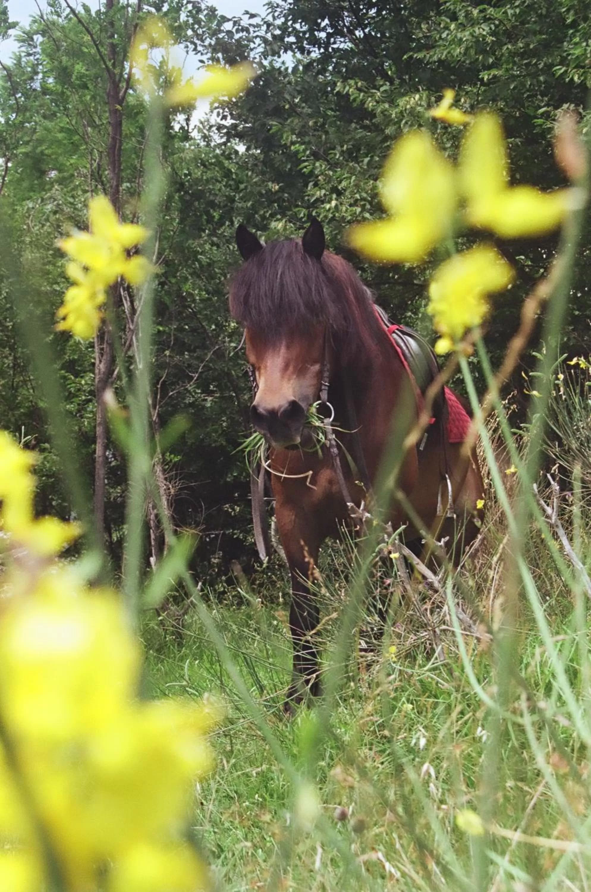 Facade/entrance in B&B Il Cedro