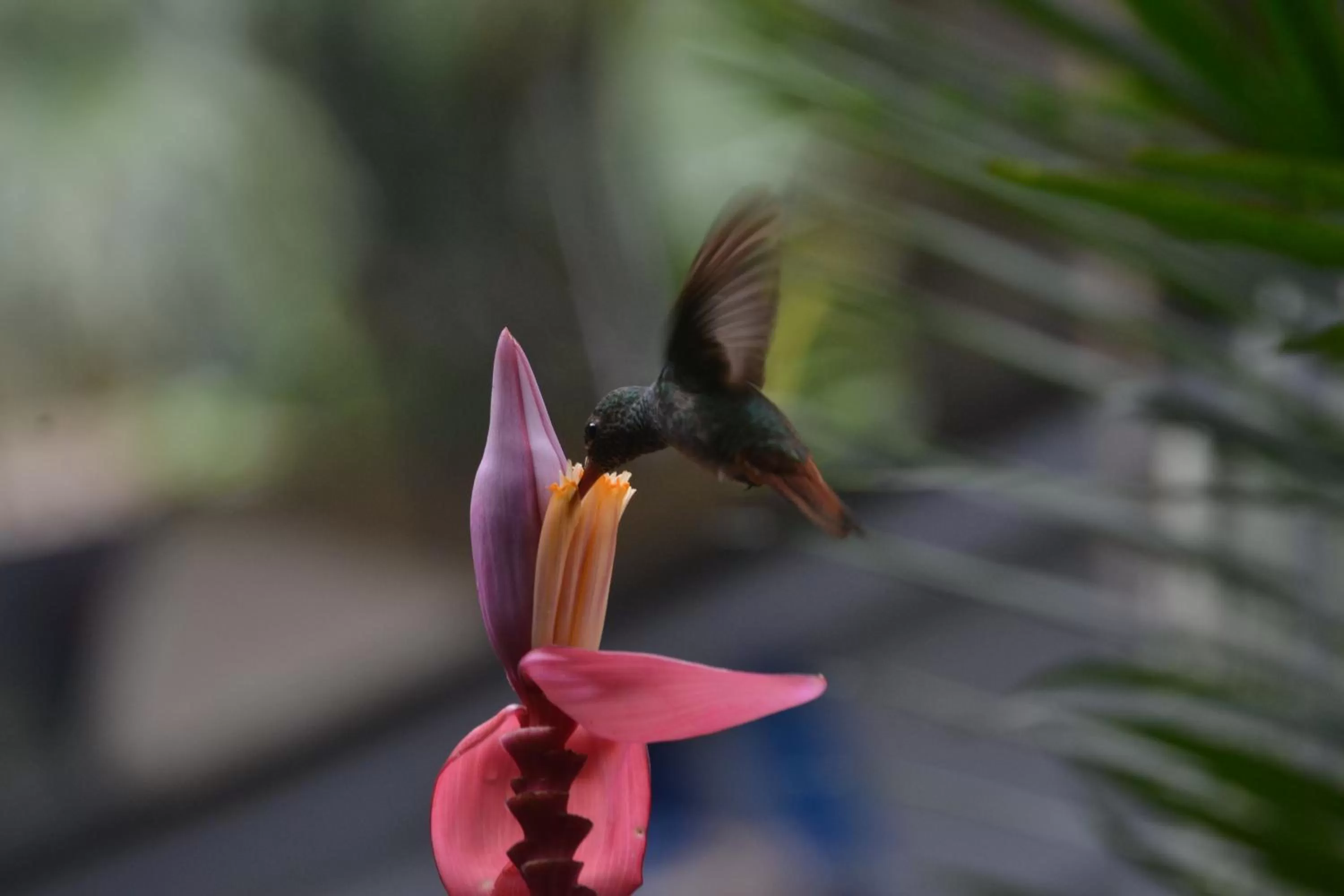 Property building, Other Animals in Posada Turística Rocas De Cabo Marzo