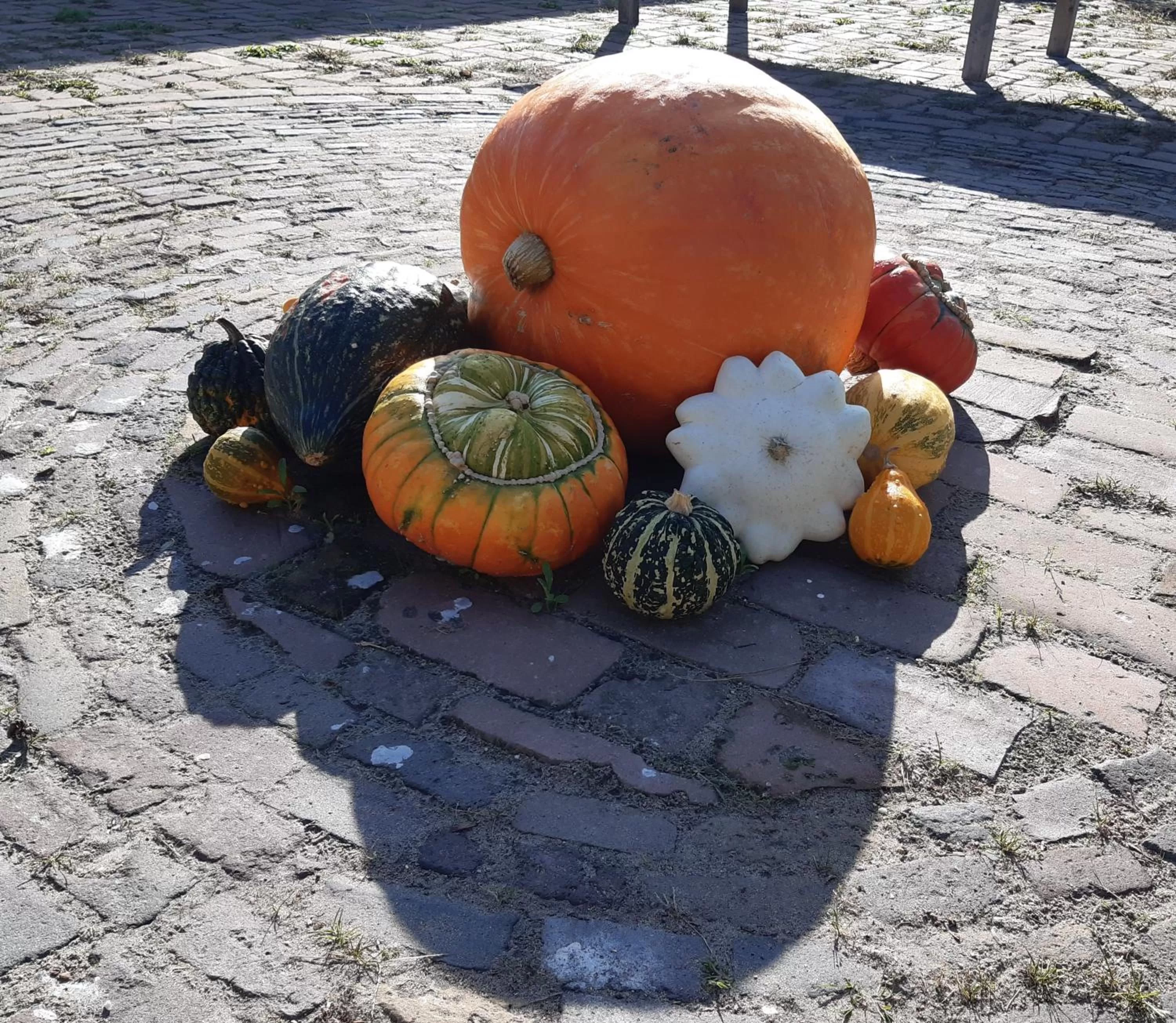Garden in Bij de Vlaamse Schuur