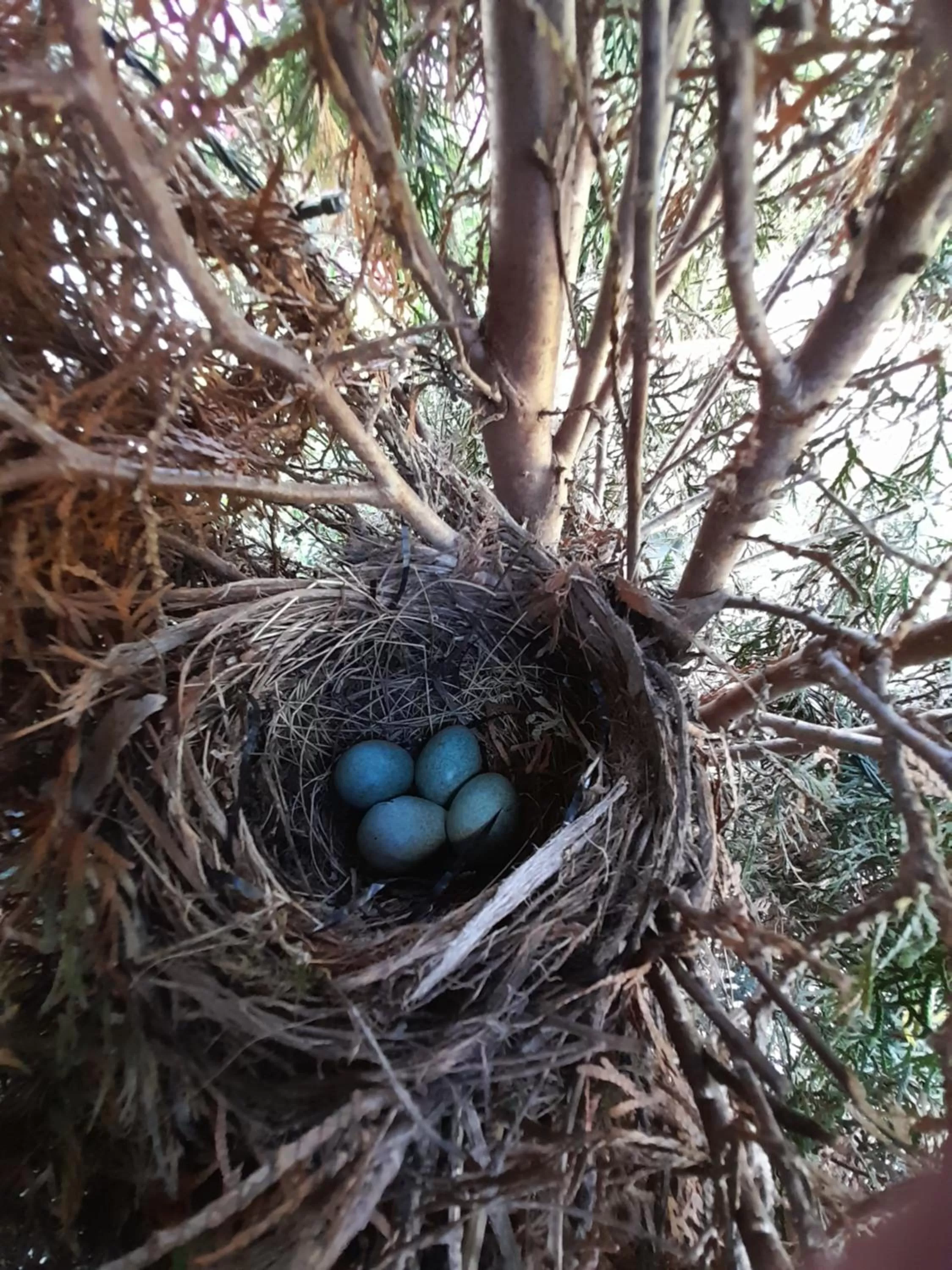 Hillside Bed and Breakfast