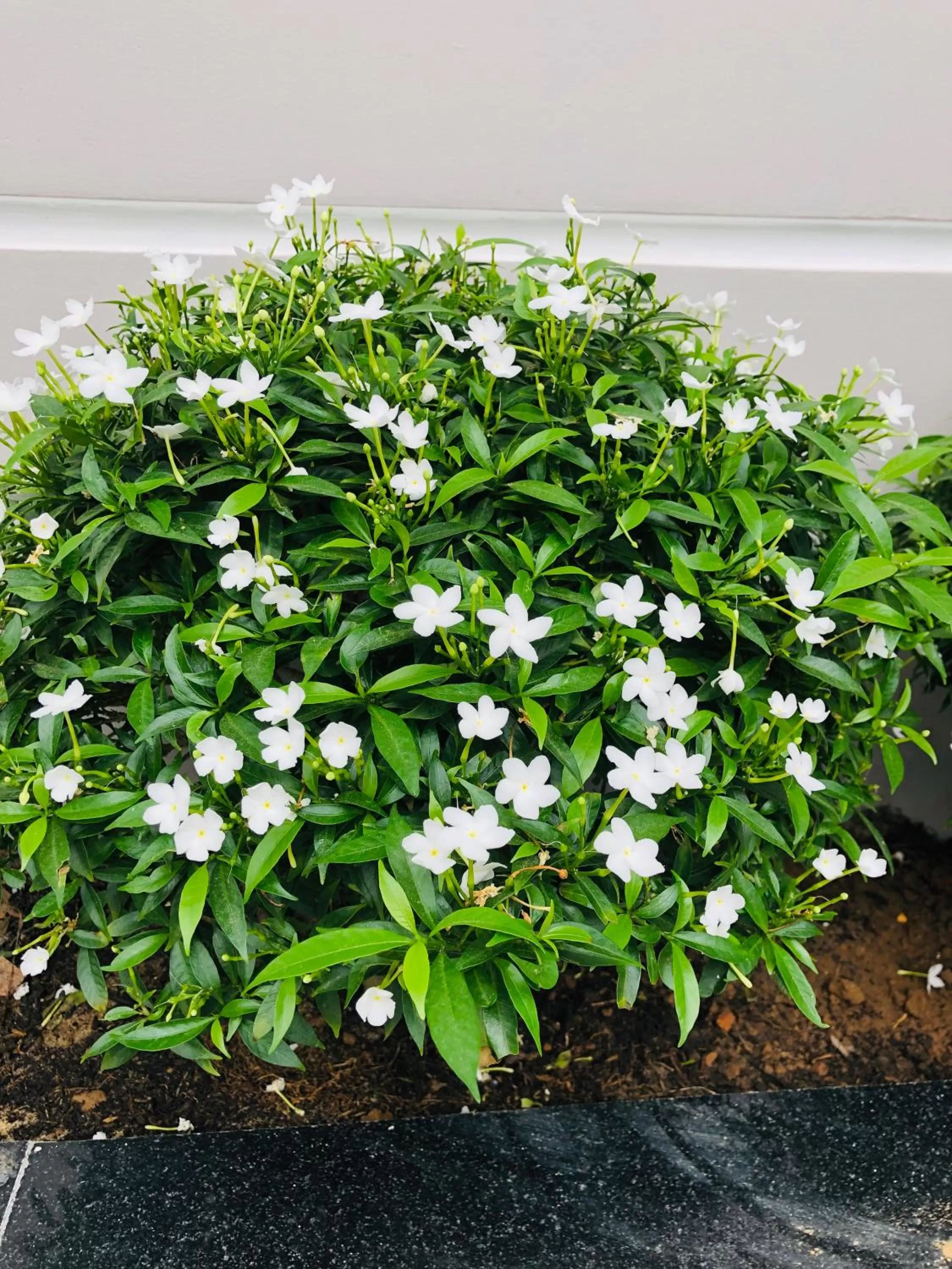 Peaceful House Hostel