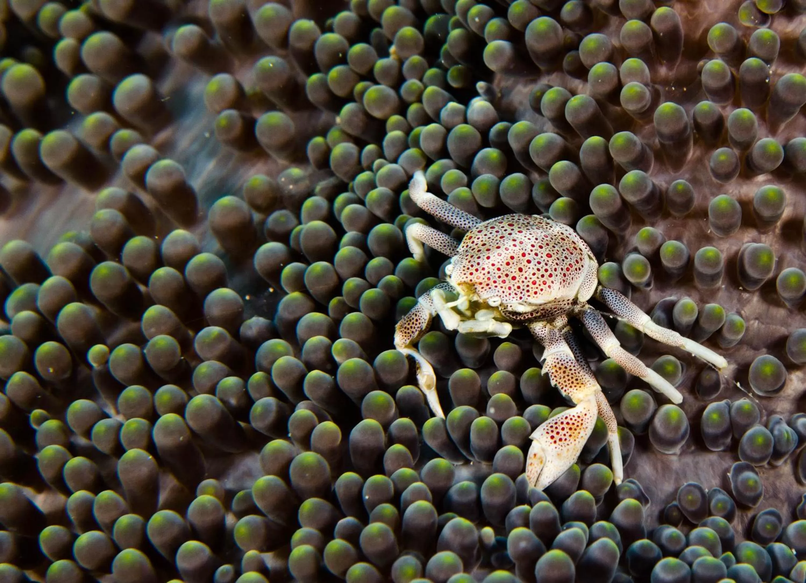 Diving in Turtle Bay Dive Resort