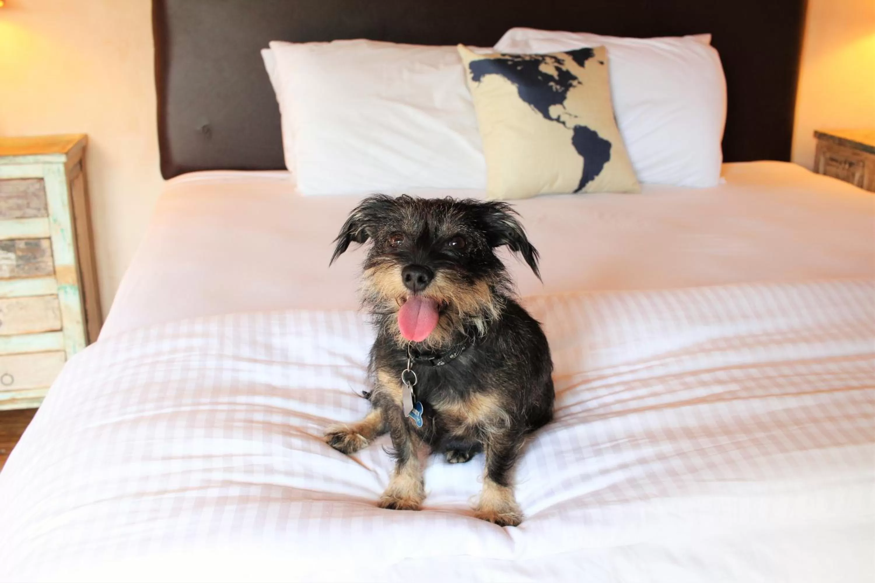 Pets, Bed in The Maverick Inn