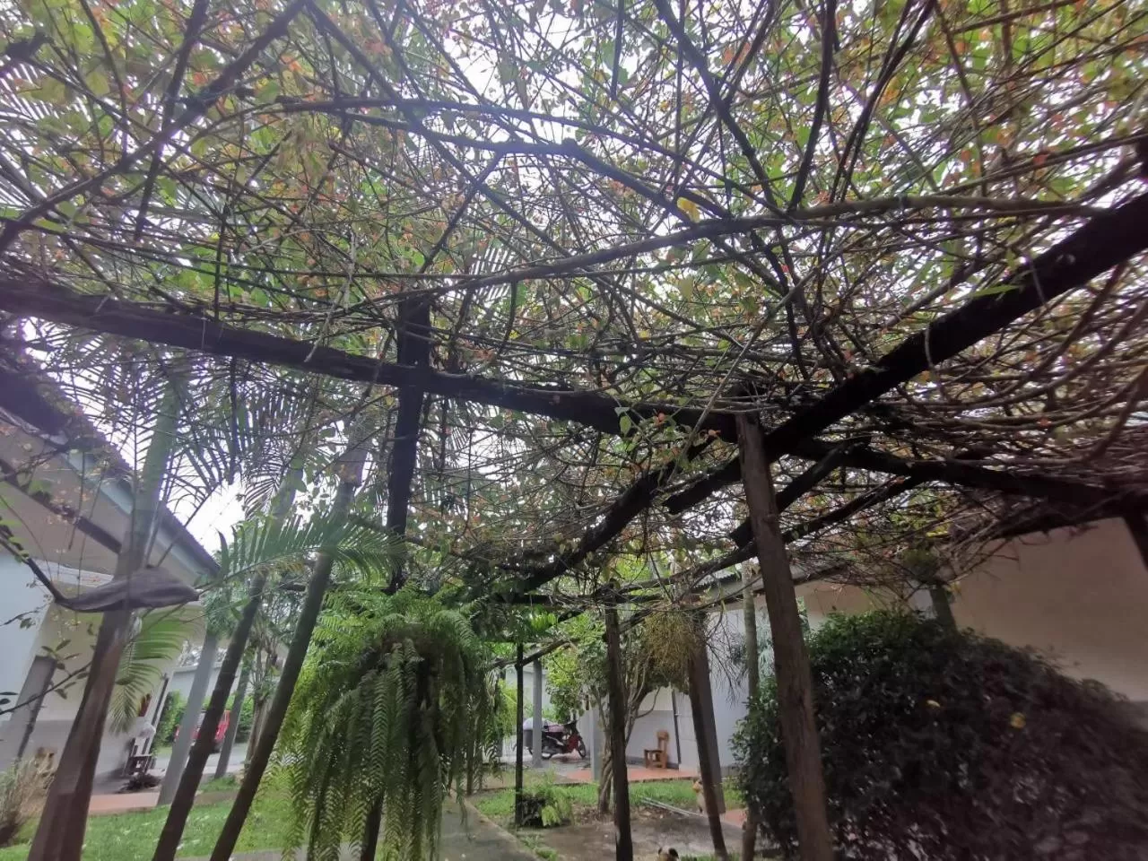 แกรนด์ ฟอเรสท์ Grand Forest