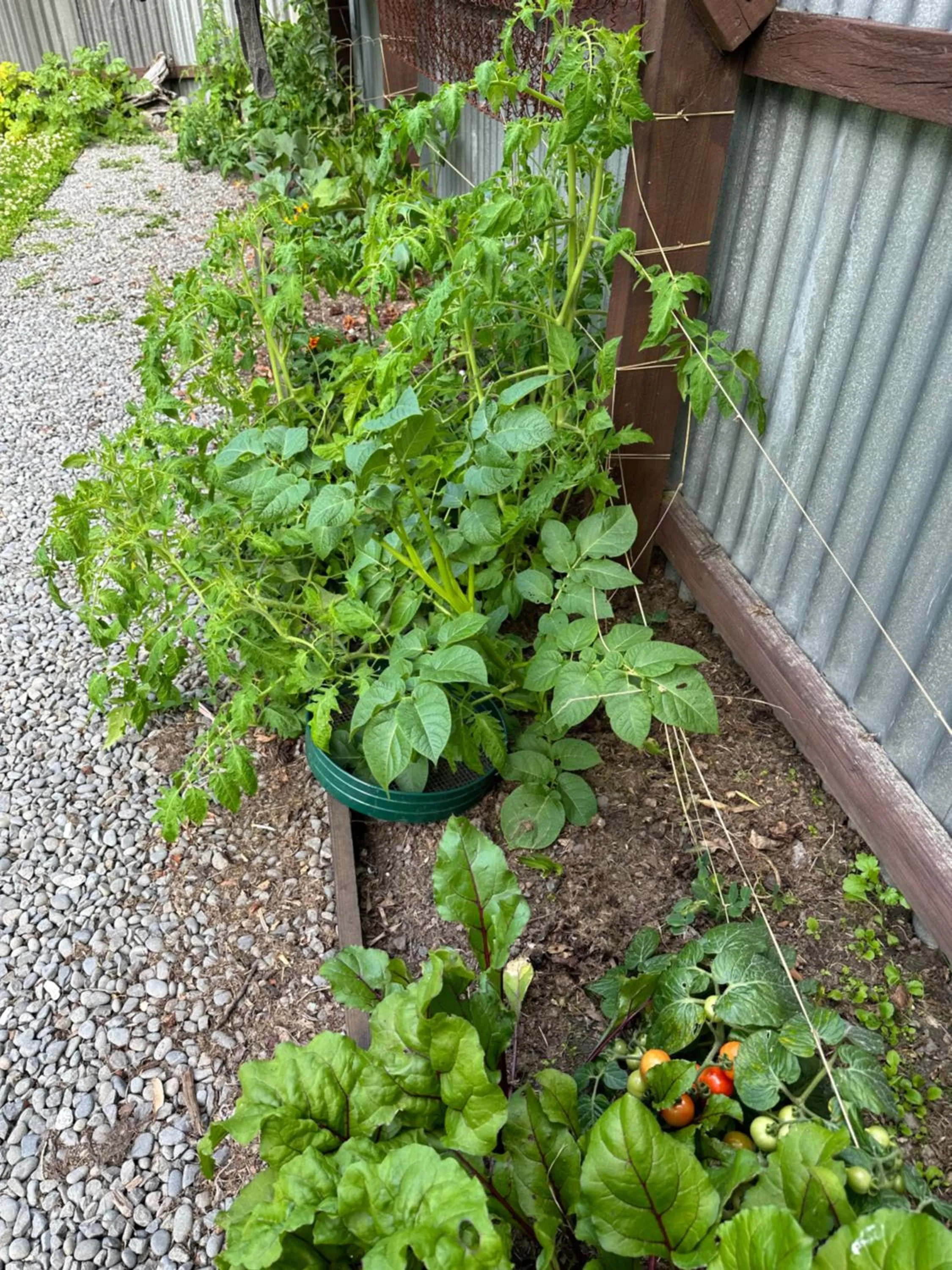 Garden in Around The World Backpackers