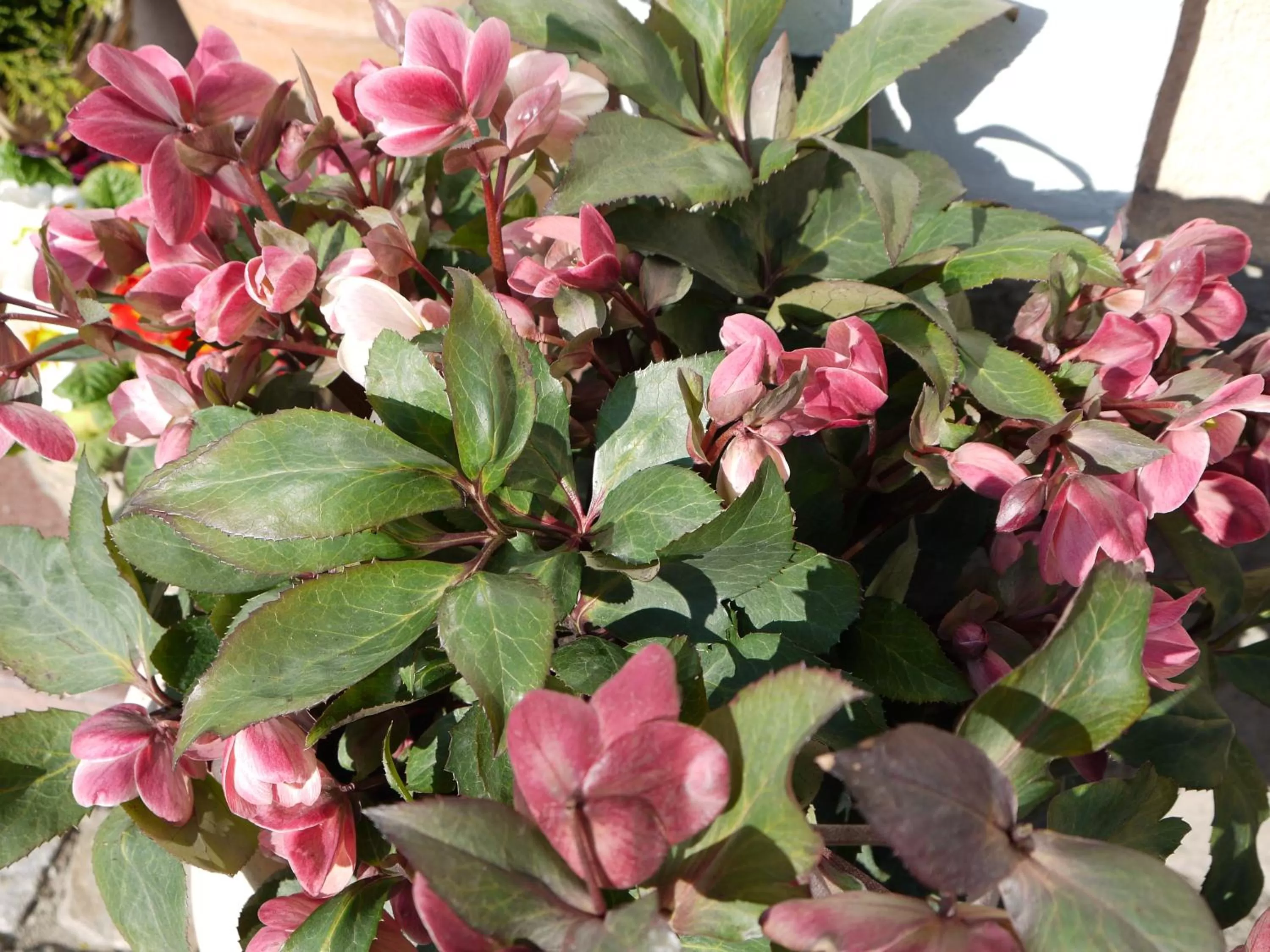Garden in Hotel Engel
