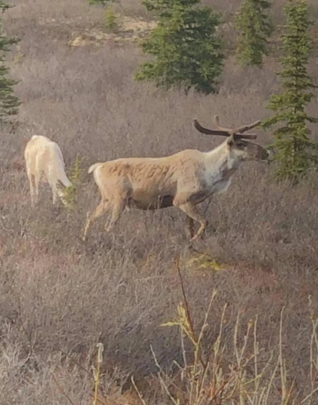 Other Animals in Alaska Grizzly Lodge
