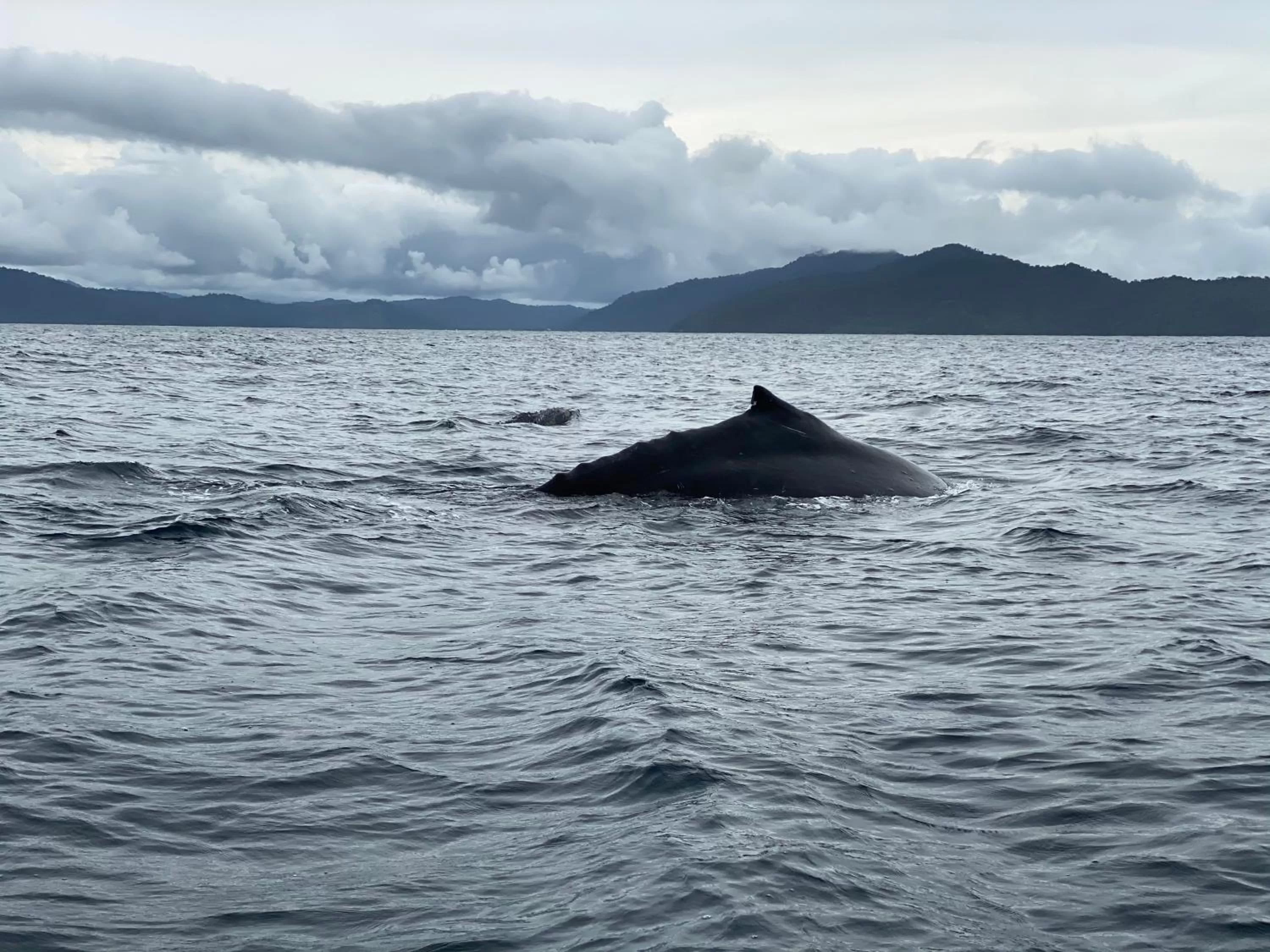 Animals, Other Animals in Posada Turística Rocas De Cabo Marzo