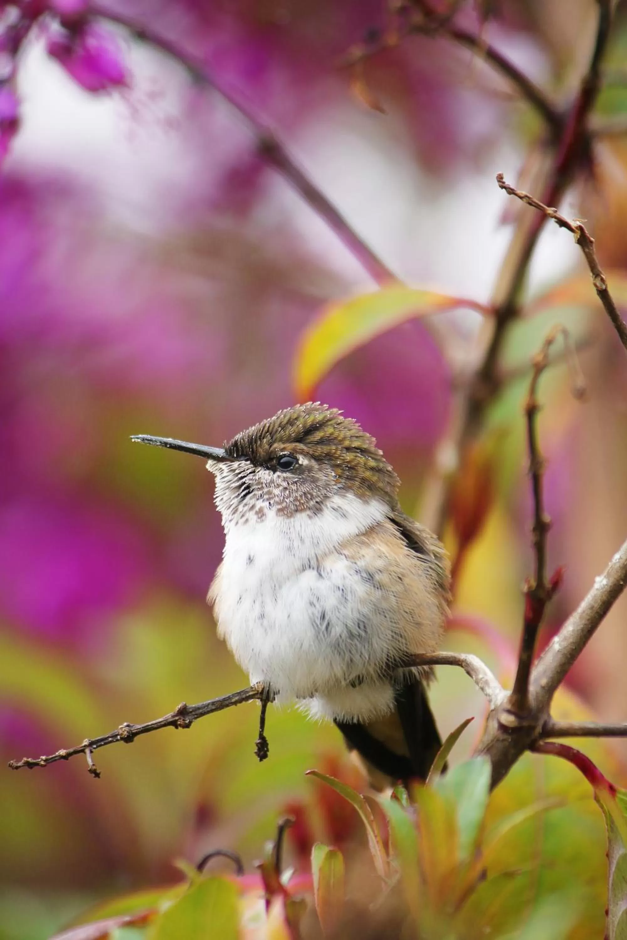 Iyok Ami (Madre Tierra)