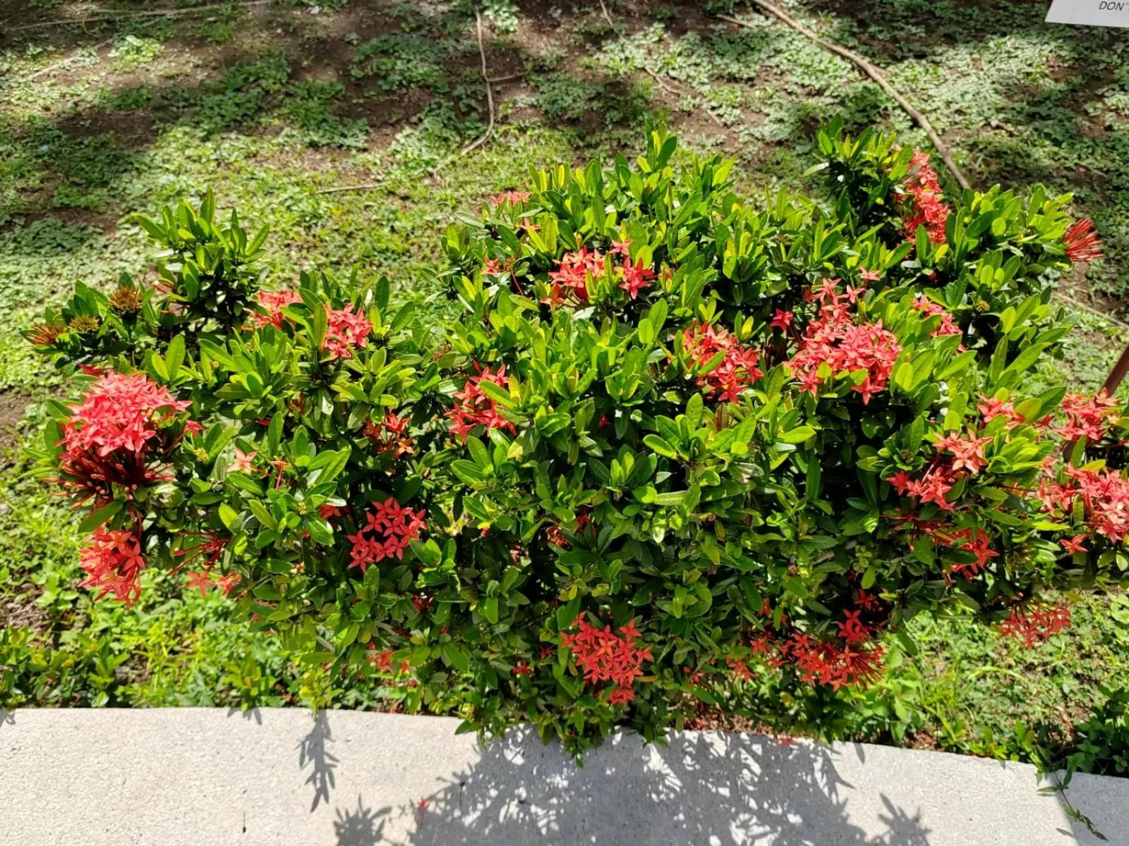 Garden in Hotel Catappa