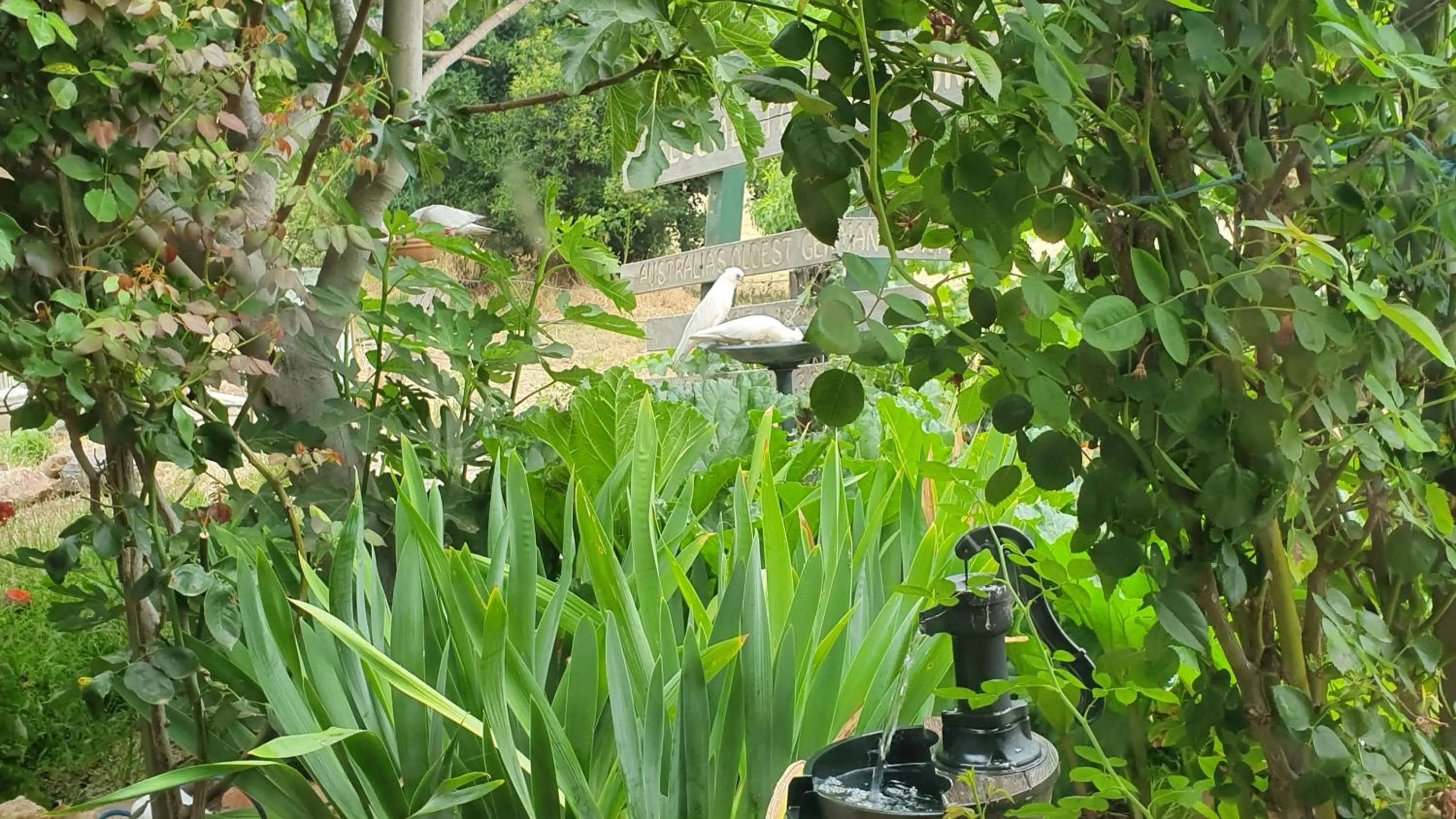 Spring in Amble at Hahndorf