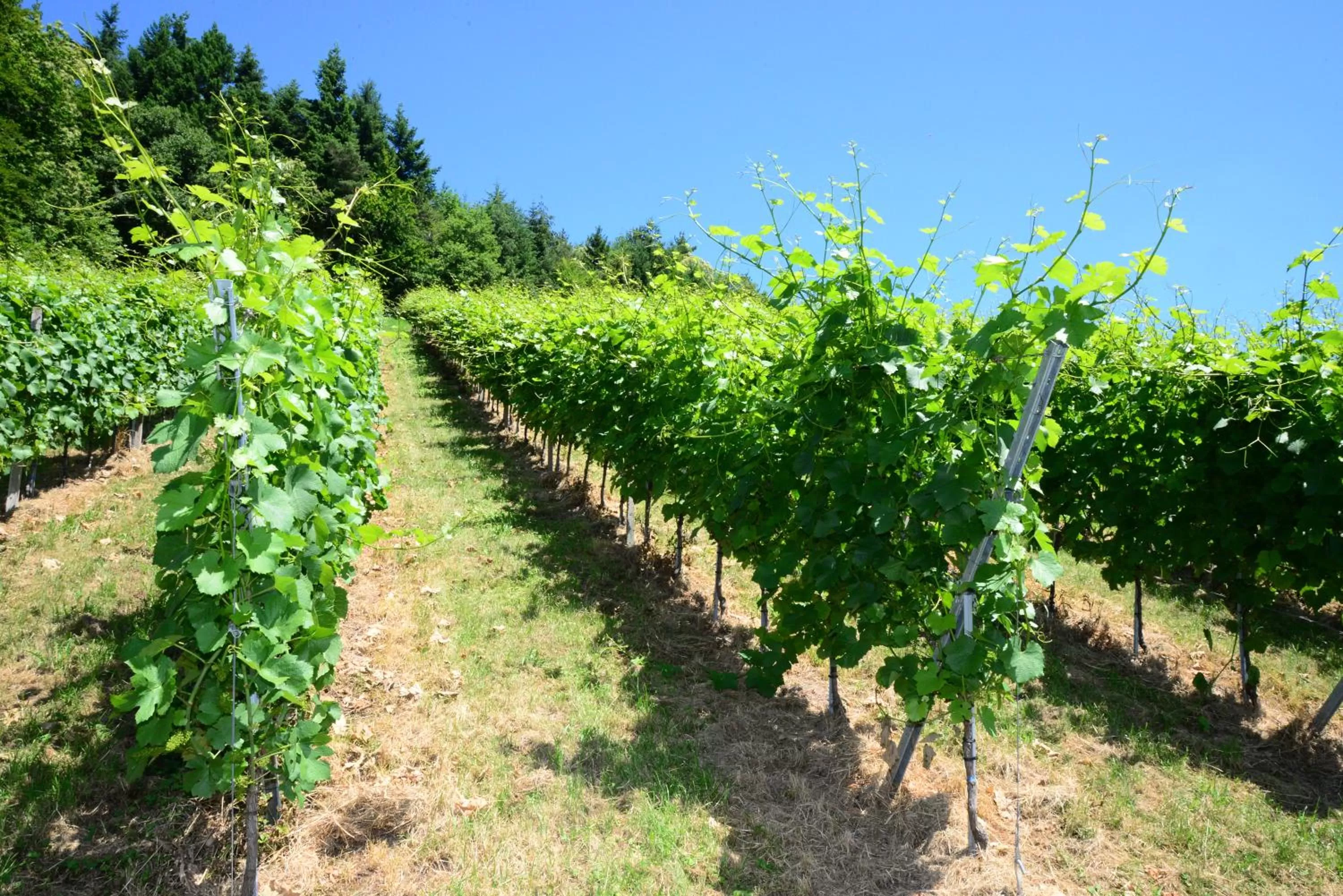 Natural landscape in Residence am Weinberg / Travellers Hotelbetriebs GmbH