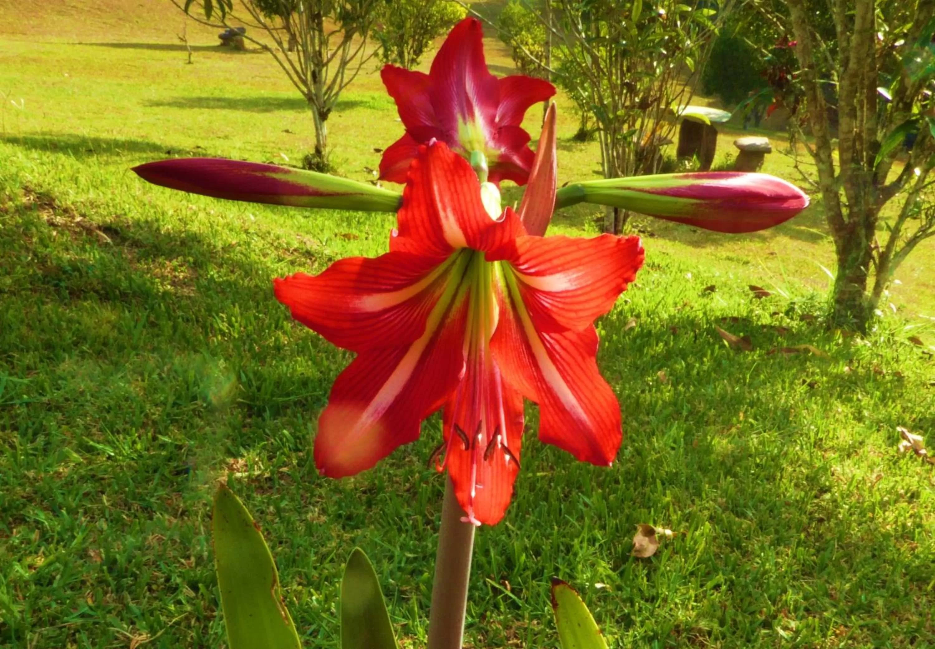Garden in Finca El Cielo