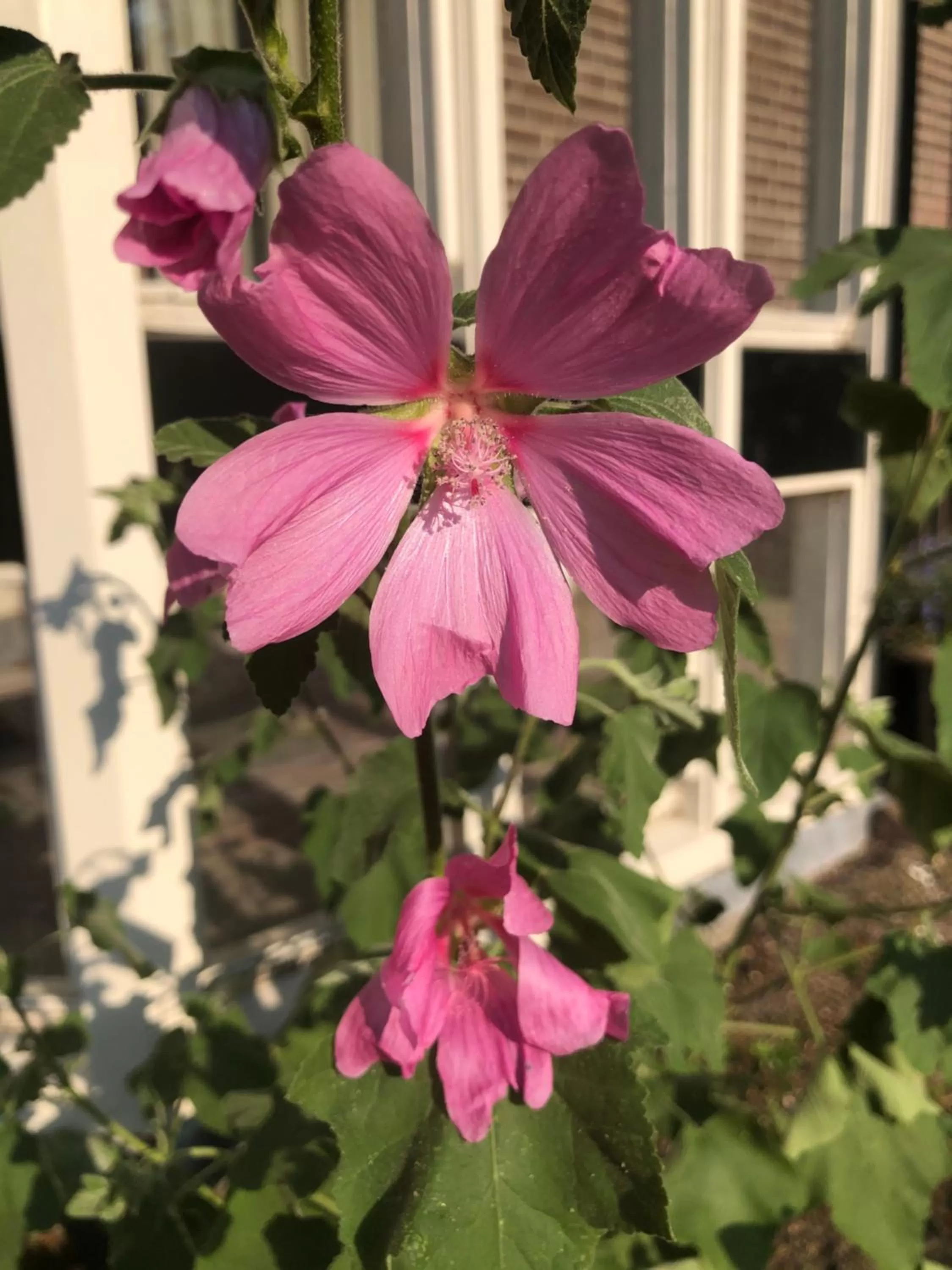 Spring in Het Doktershuys