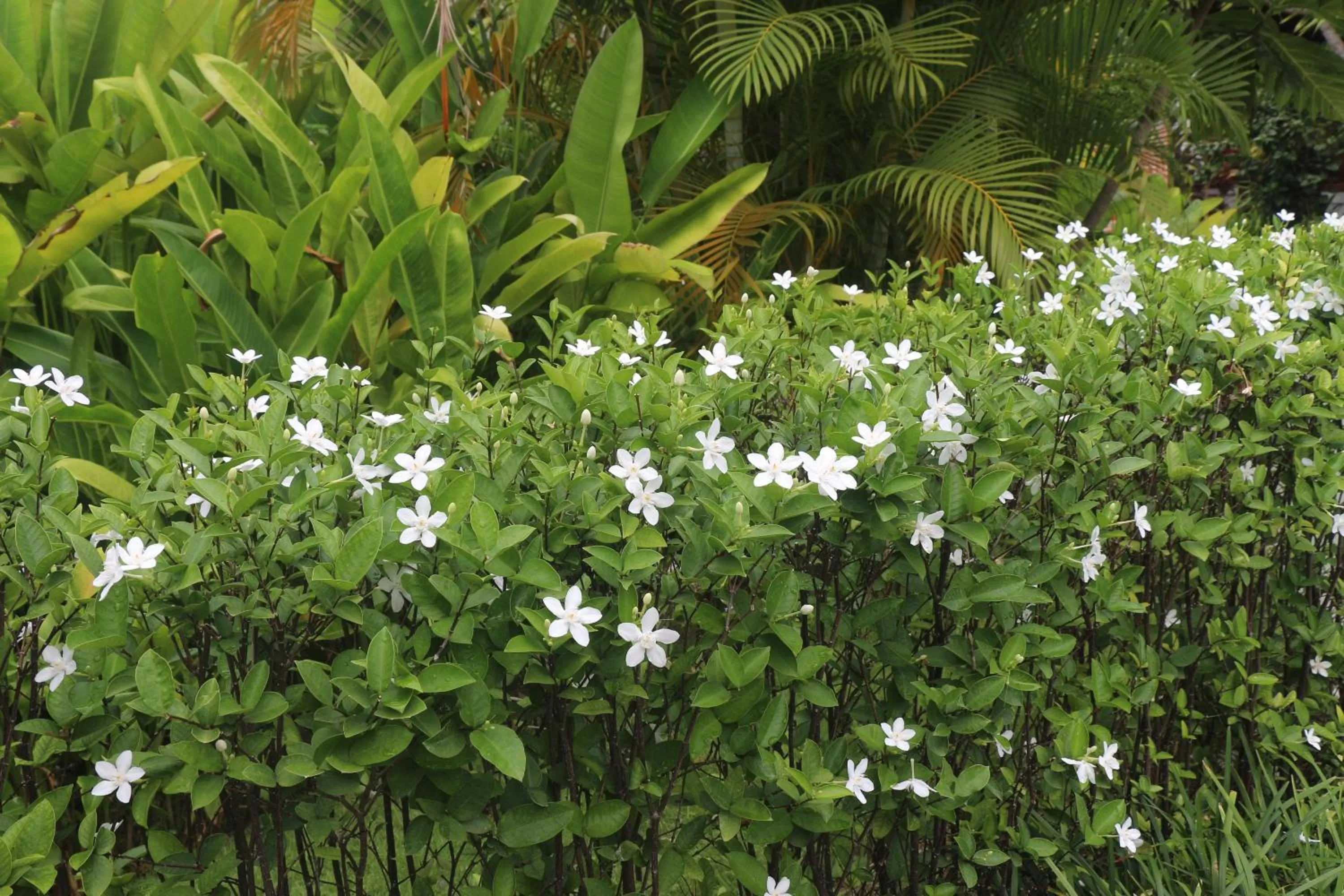 Garden in Try Palace Resort Kep