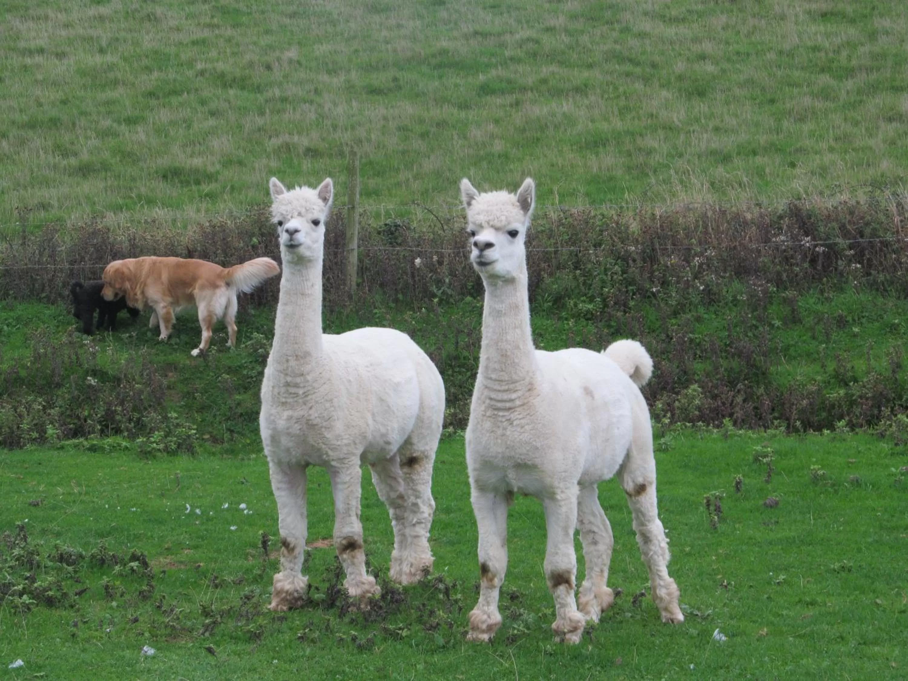 Garden in Upton Cross B&B
