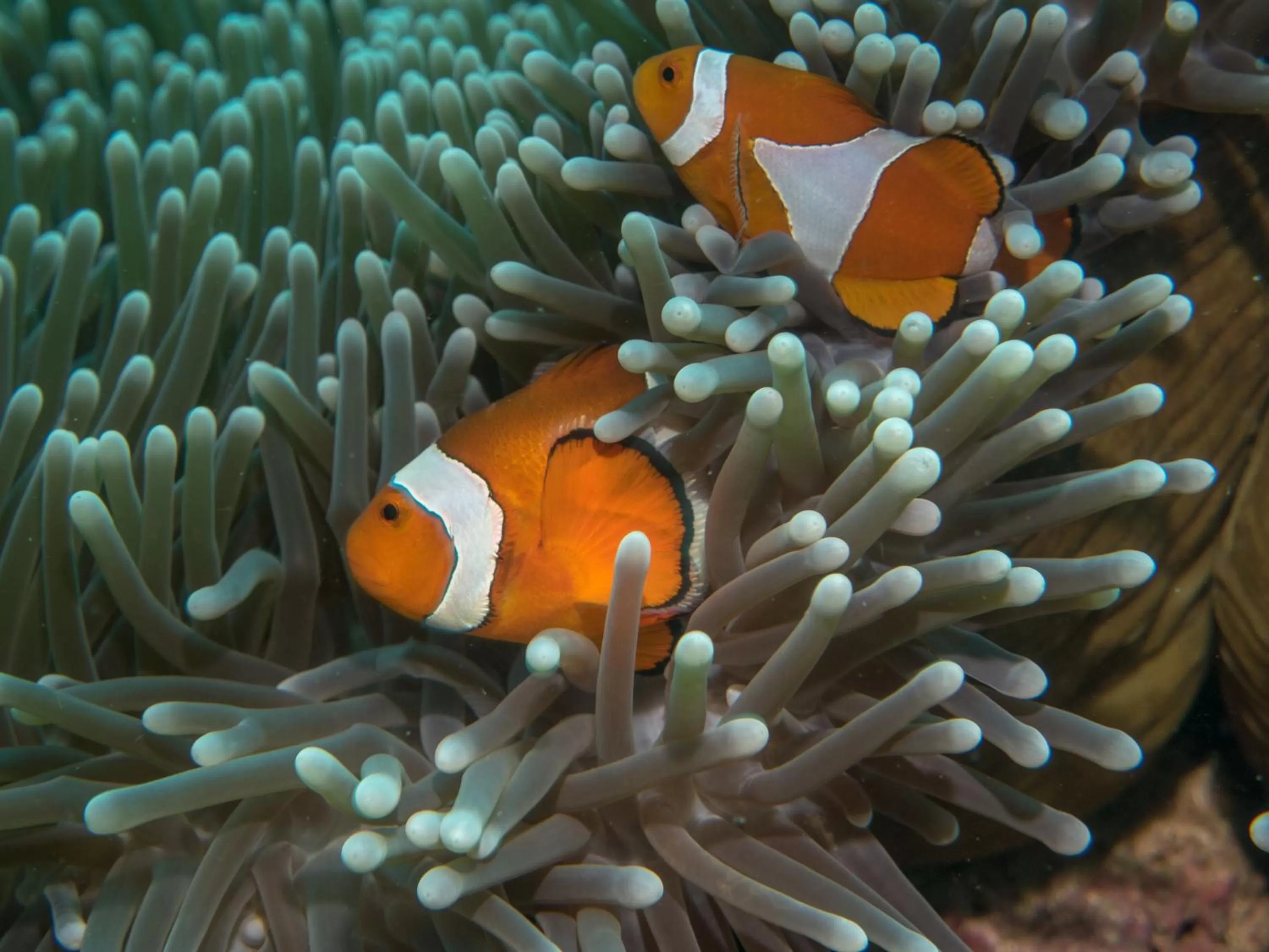 Nearby landmark in Club Hotel Eilat - All Suites Hotel