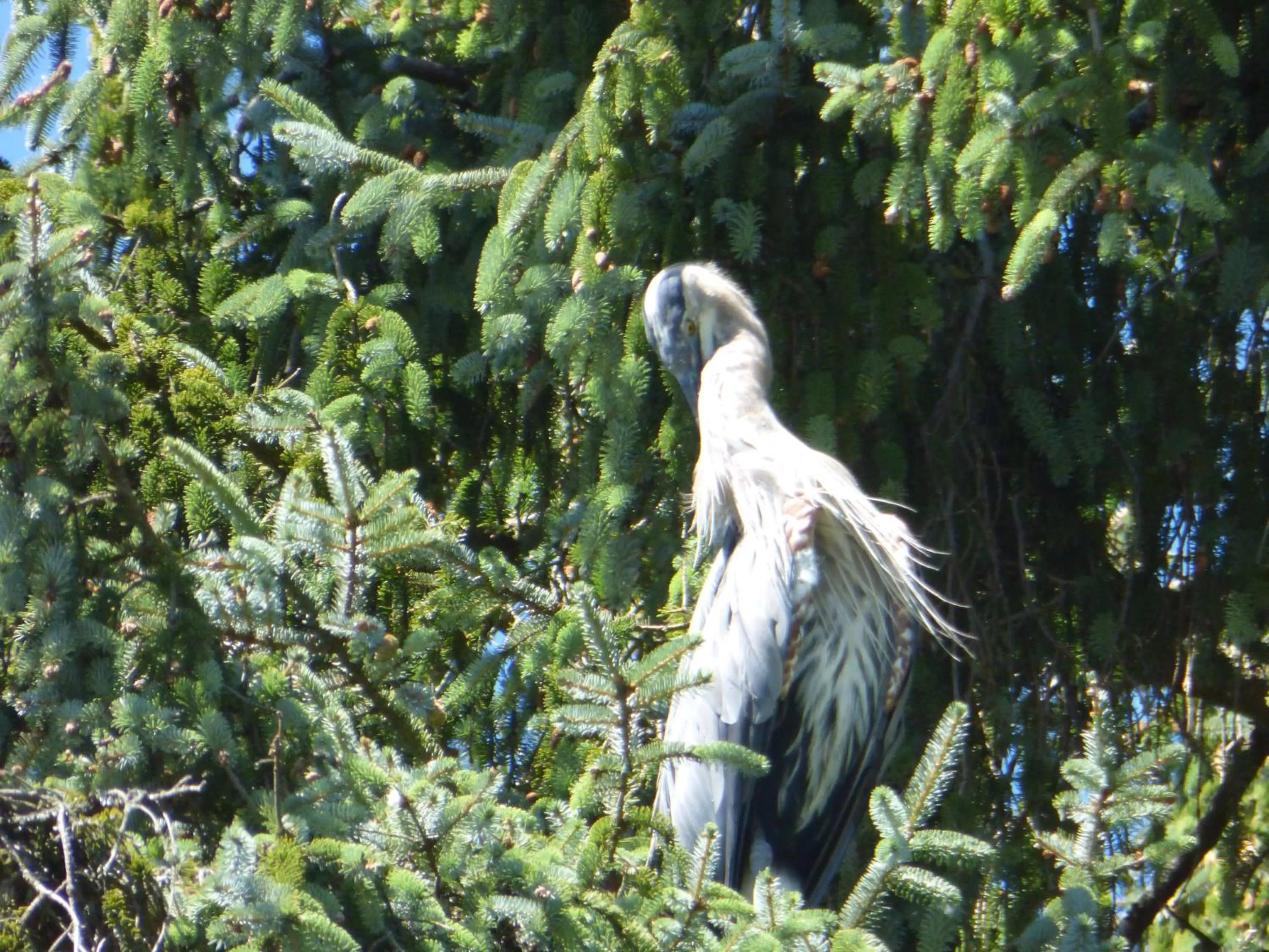 Animals in Sheltered Nook On Tillamook Bay