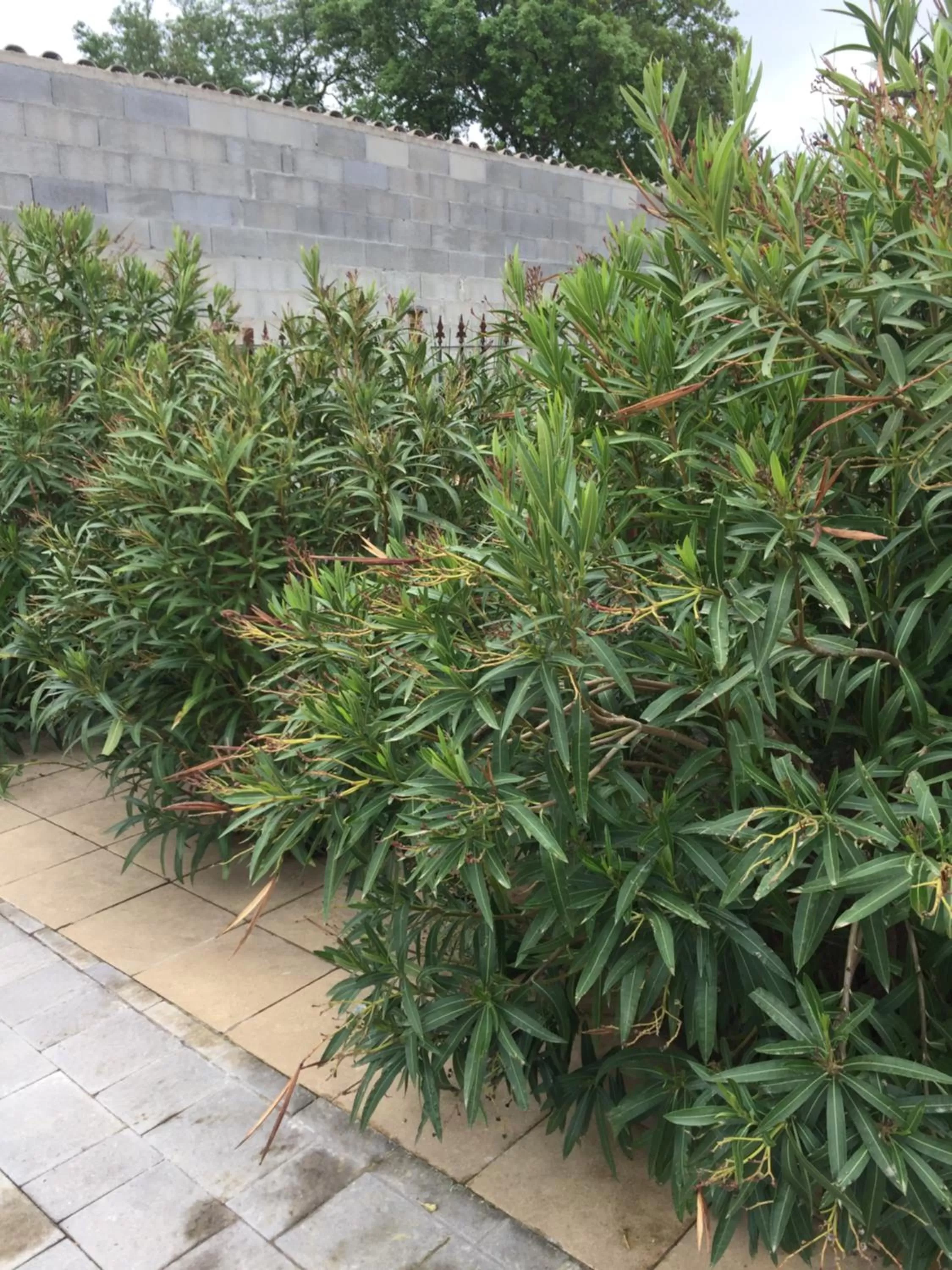 Property building in Chambre spacieuse indépendante dans villa plus parking privée