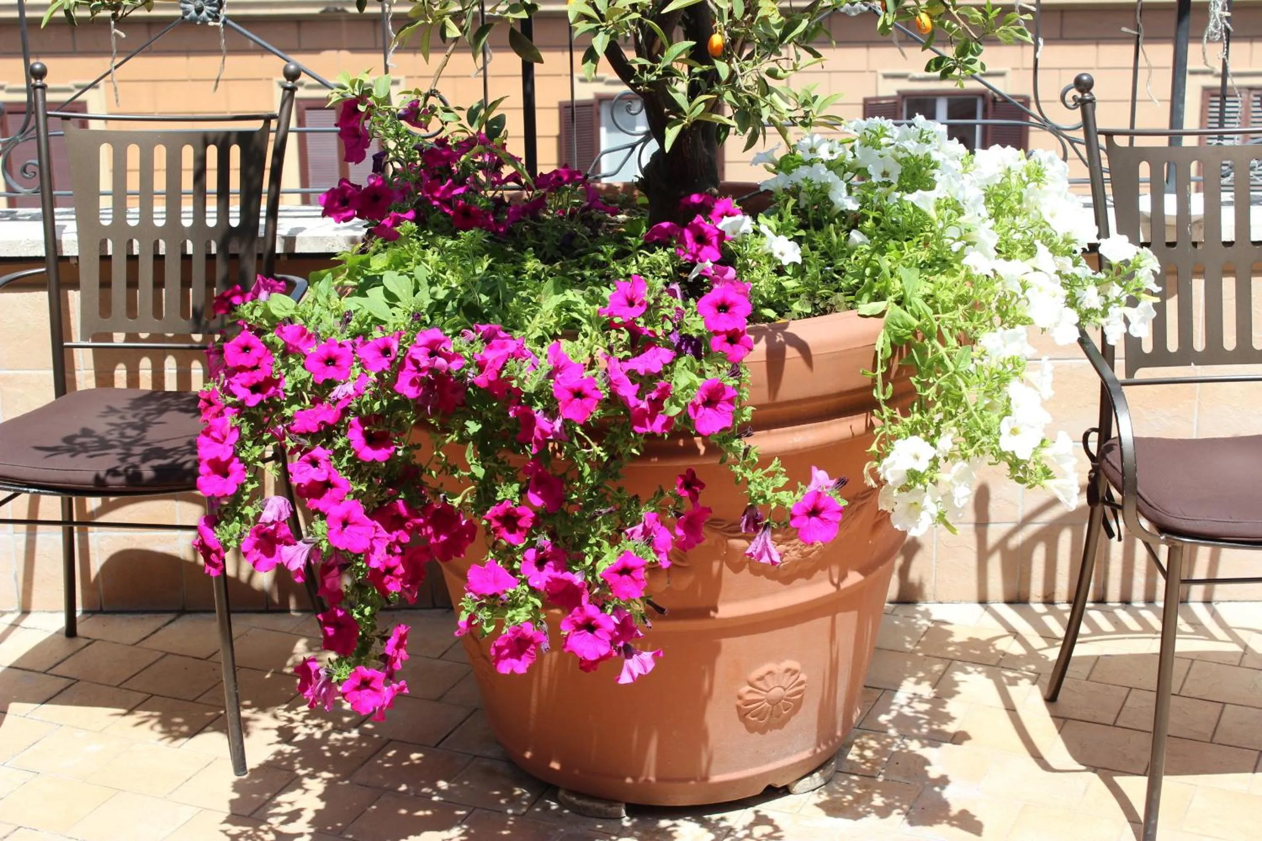 Balcony/Terrace in Hotel dei Consoli Vaticano