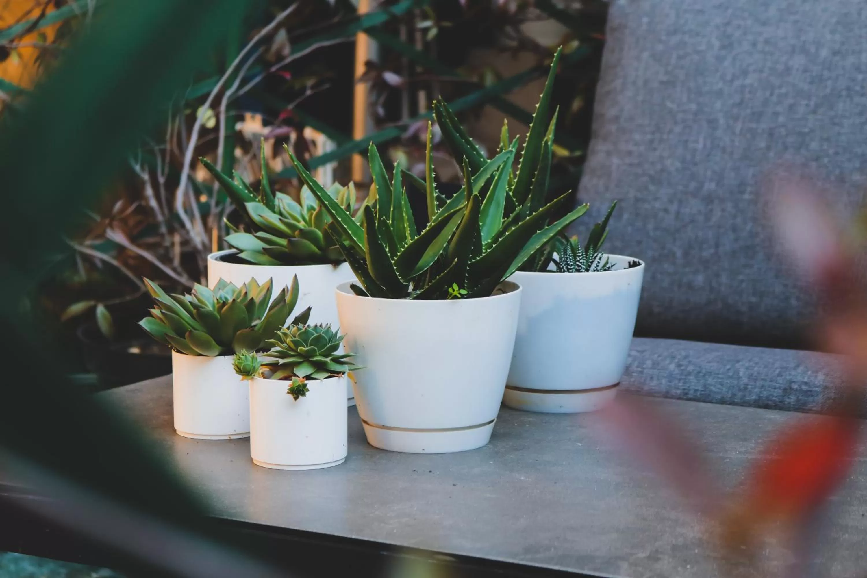 Garden in Hotel Alexandar Lux