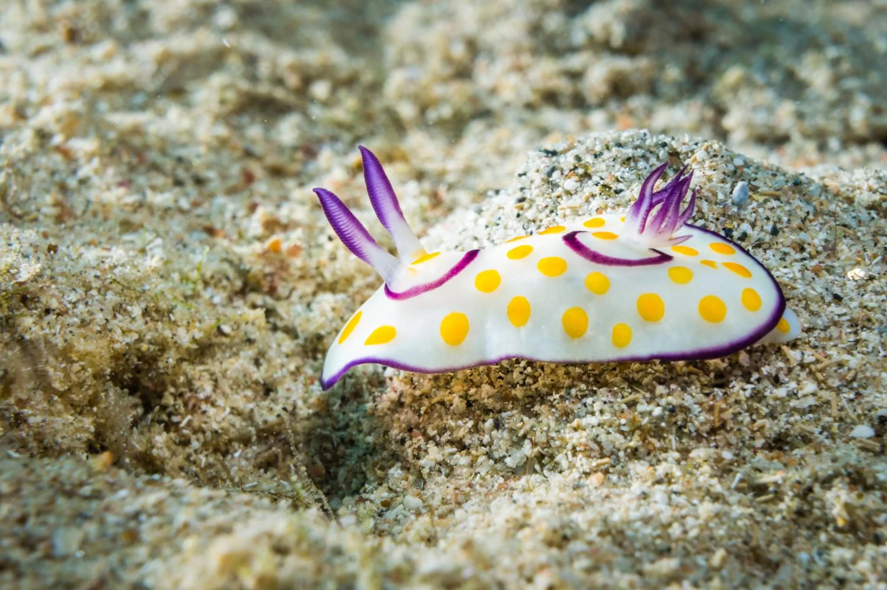 Snorkeling in Coral Sun Beach