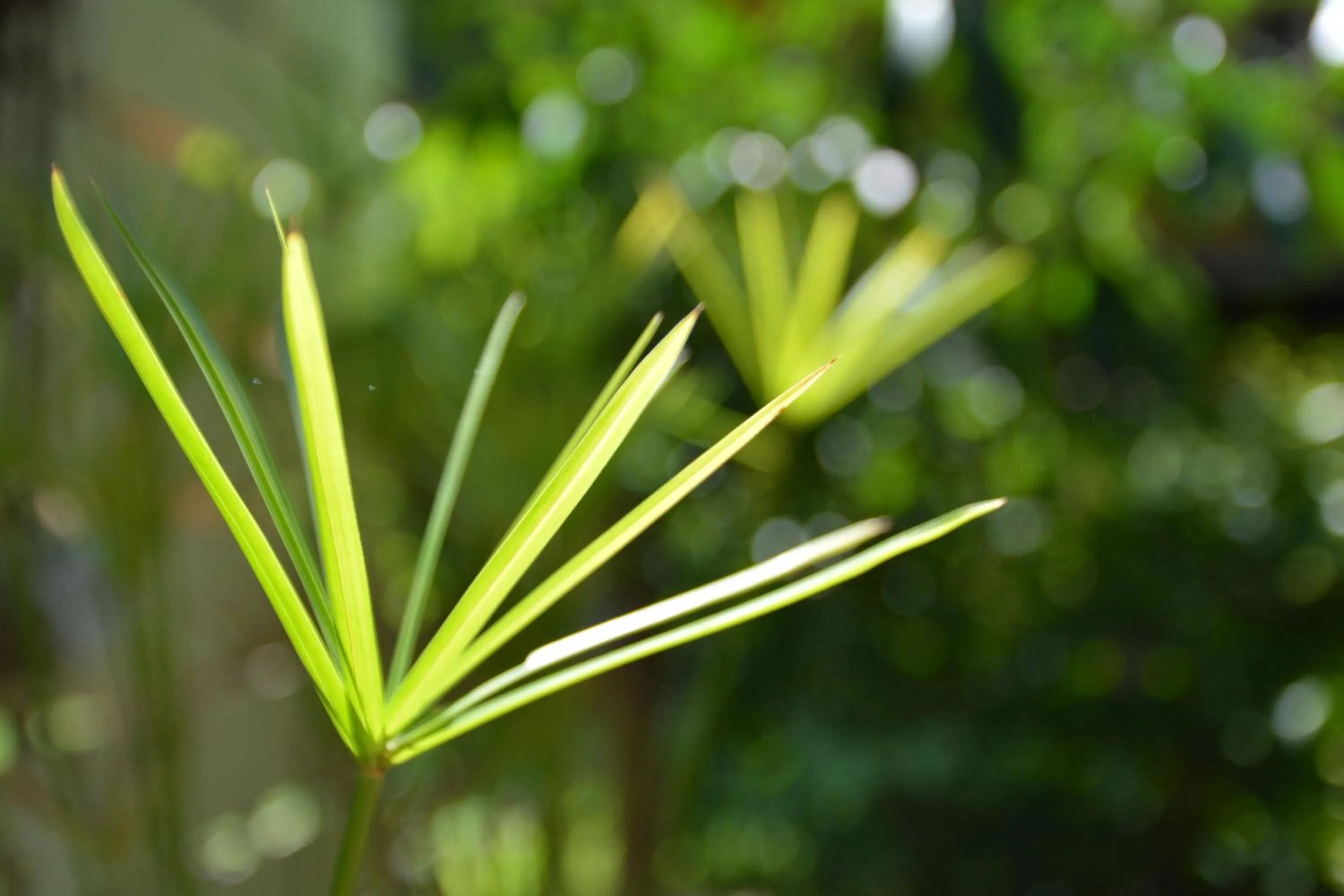 Garden in Raven Blue