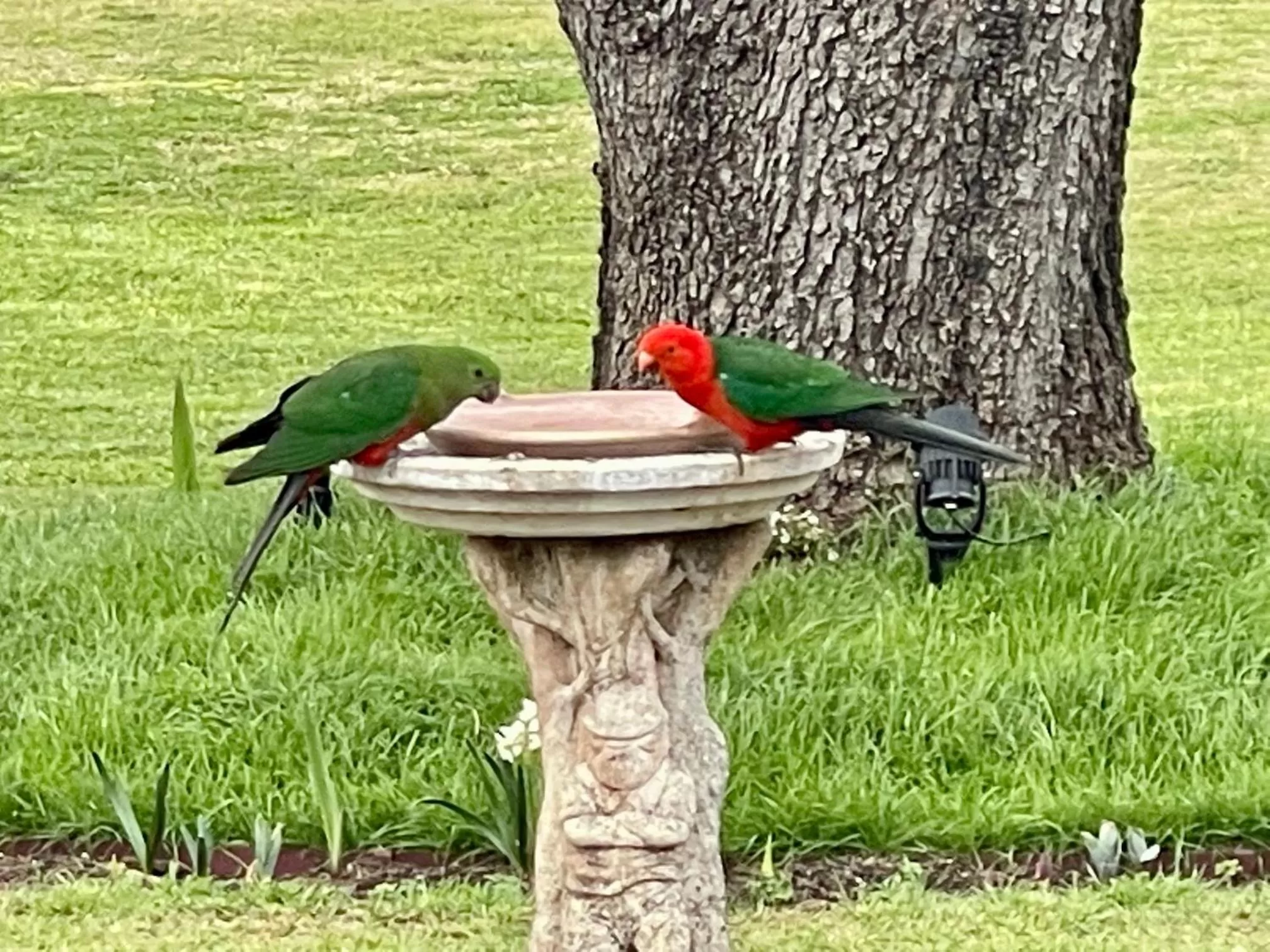Animals in Quirindi Sunflower Motor Inn