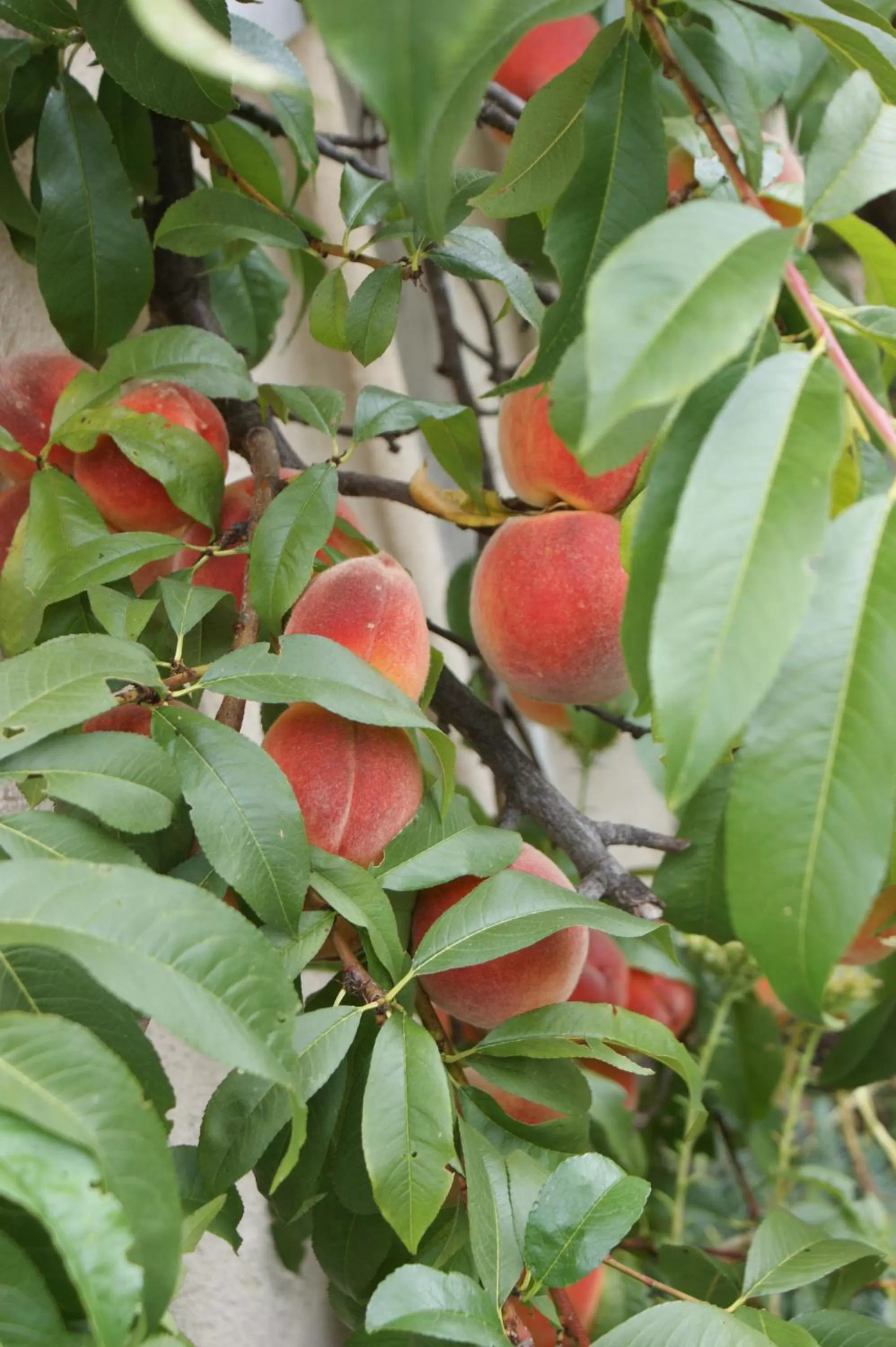 Natural landscape in Ferienwohnung und B&B Chasa Janett