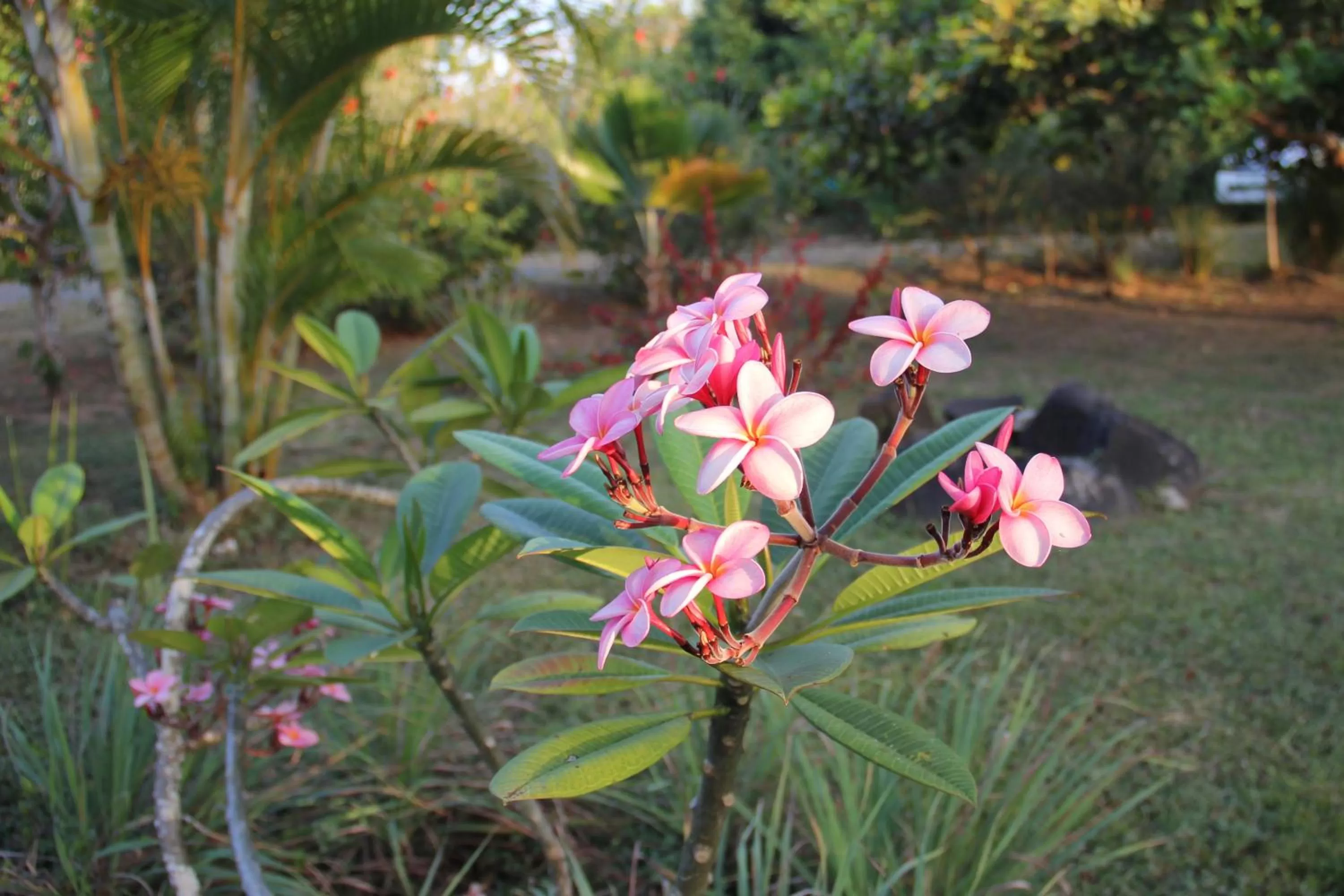 Garden in Cabañas La Casa de Pucha