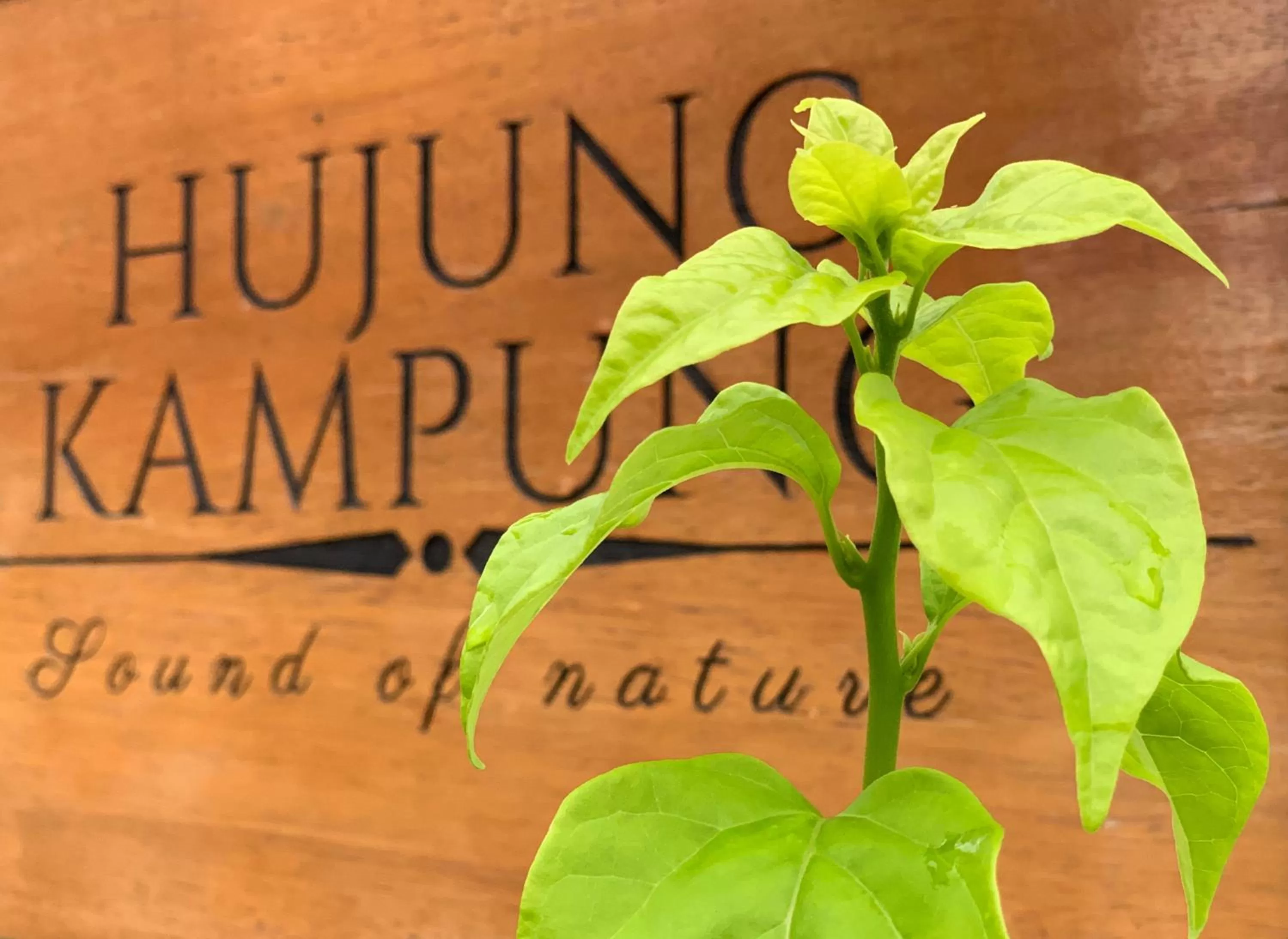 Hujung Kampung Resort