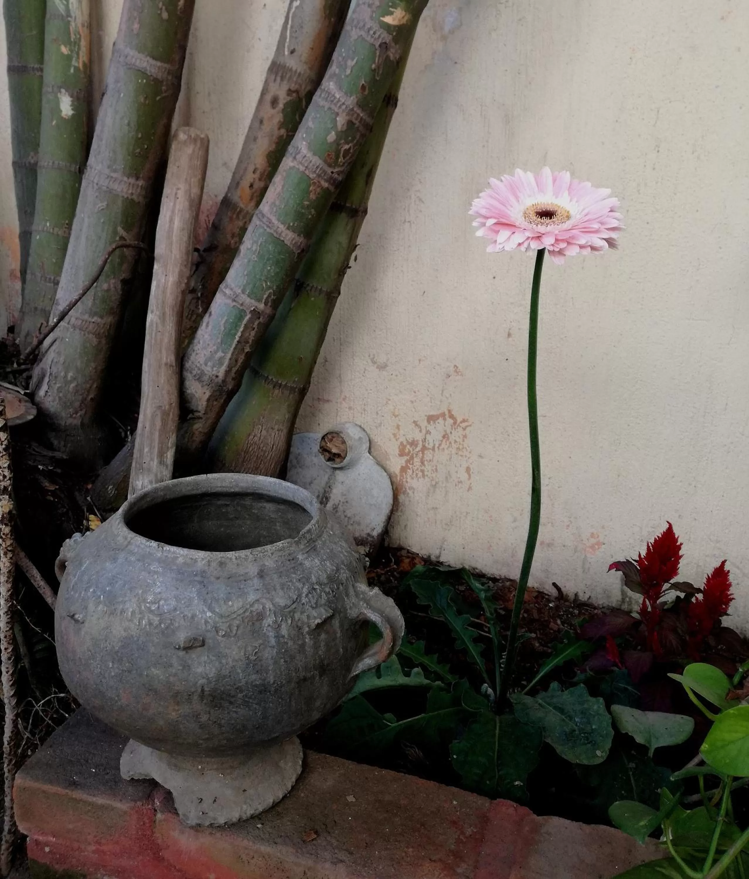 Garden in Posada San Sebastian