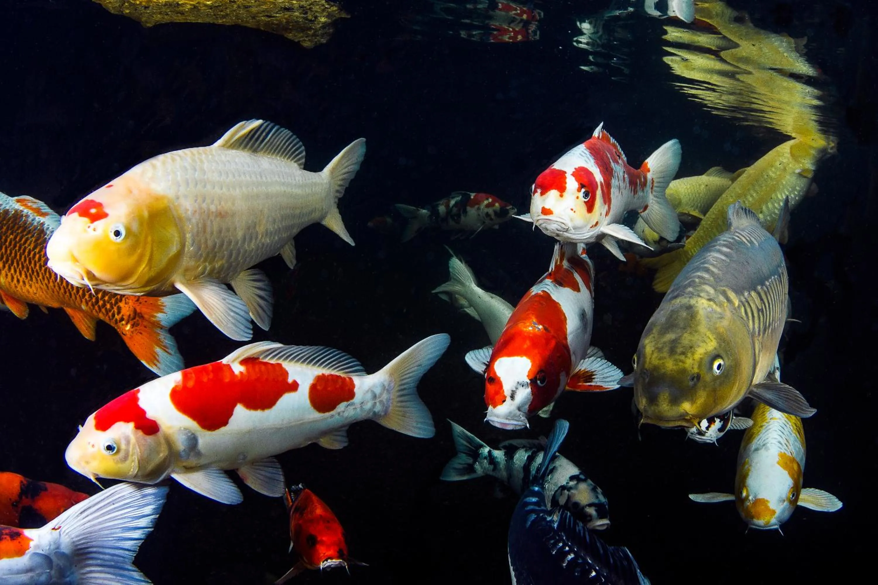 Animals in Zur Weinsteige