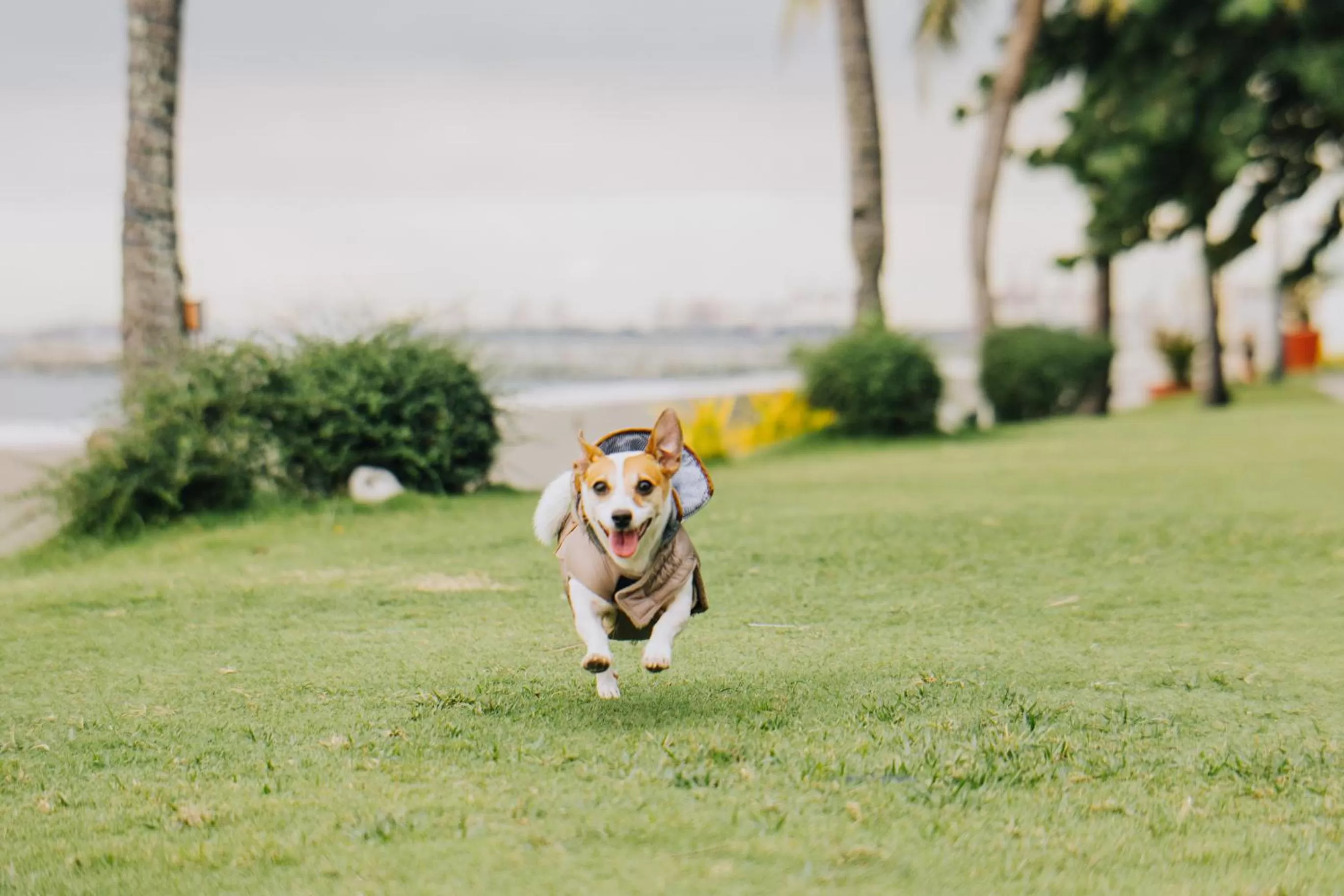 Garden in Sofitel Philippine Plaza Manila