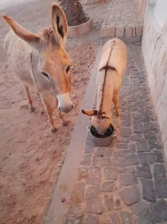 Animals, Other Animals in B&B Sereia Azul Boa Vista