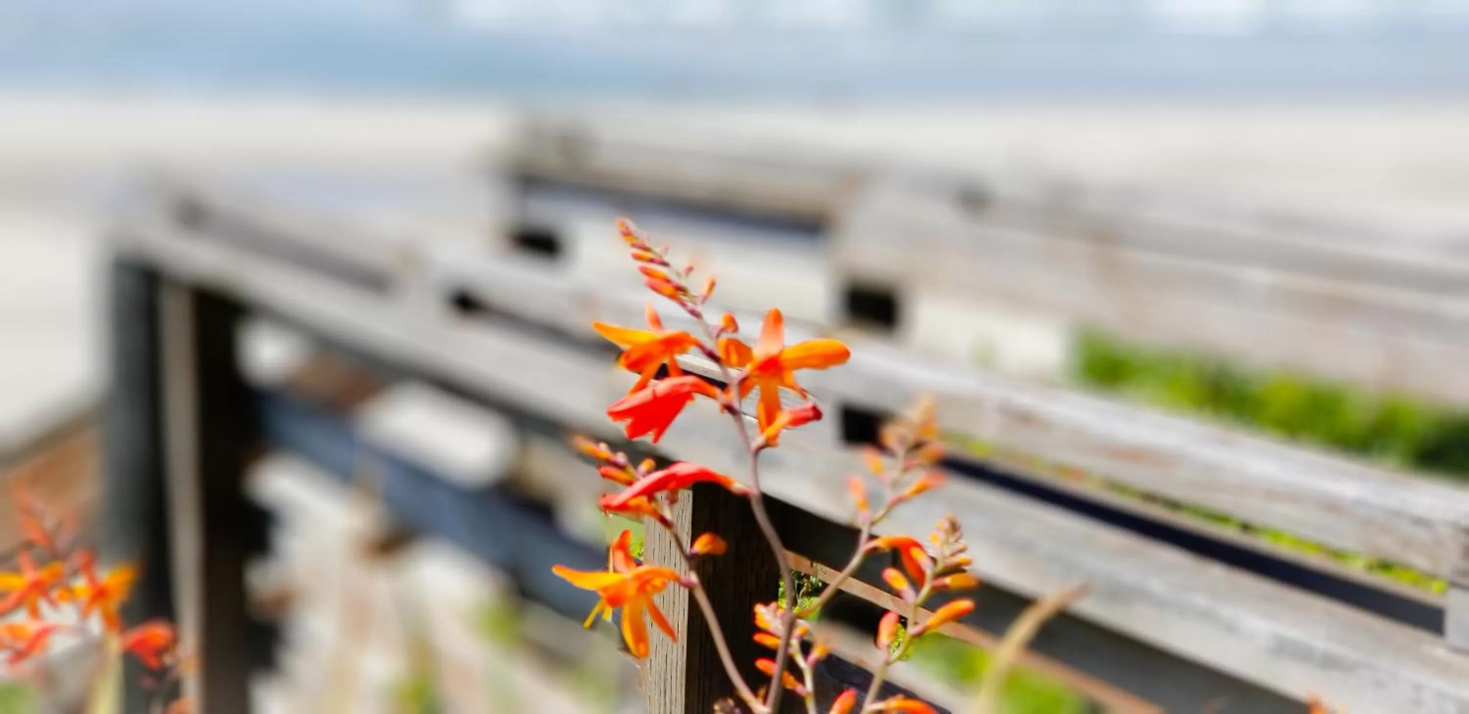 Day in Nye Beach Cottages