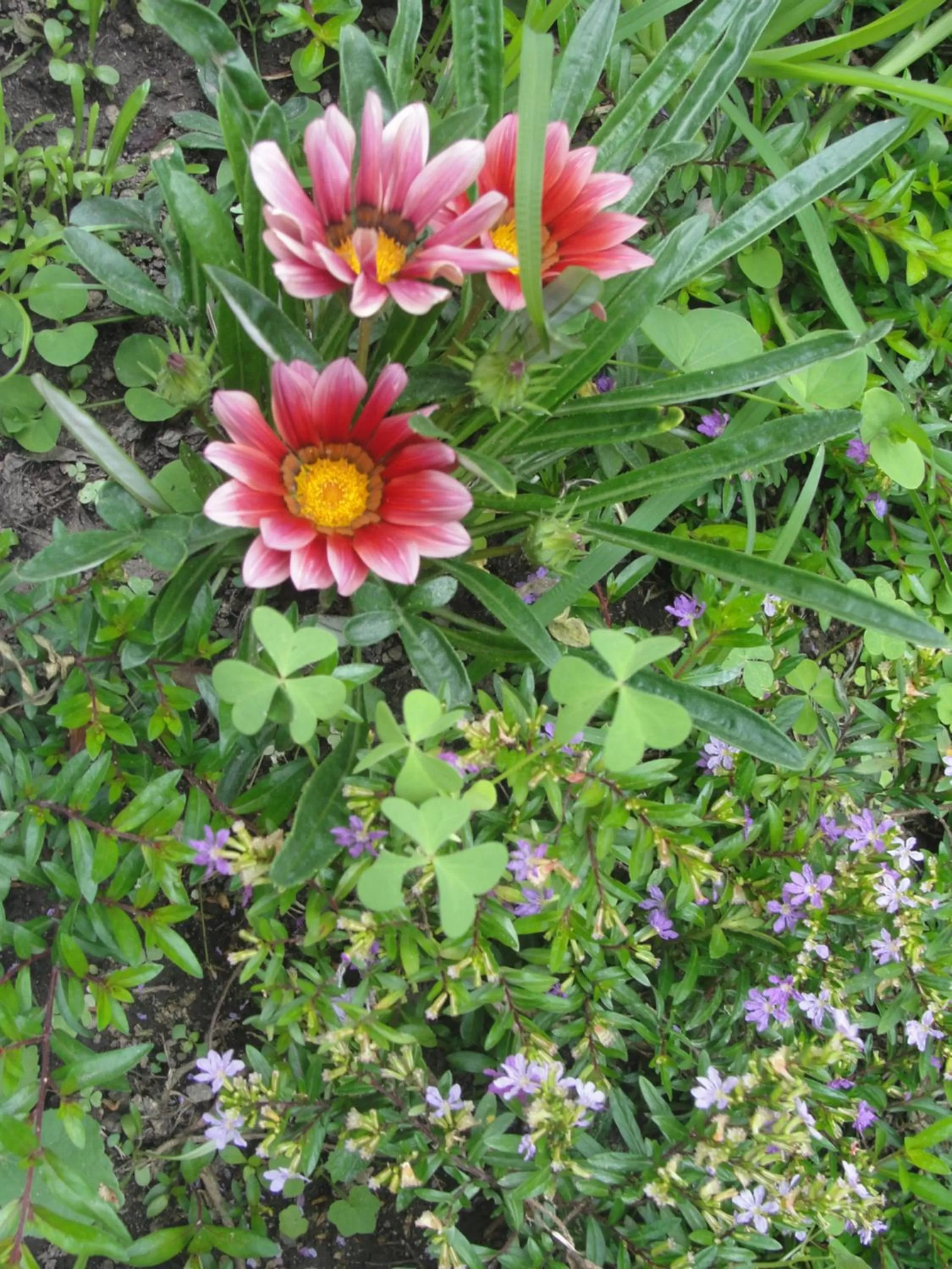 Garden in Hotel Utz Jay