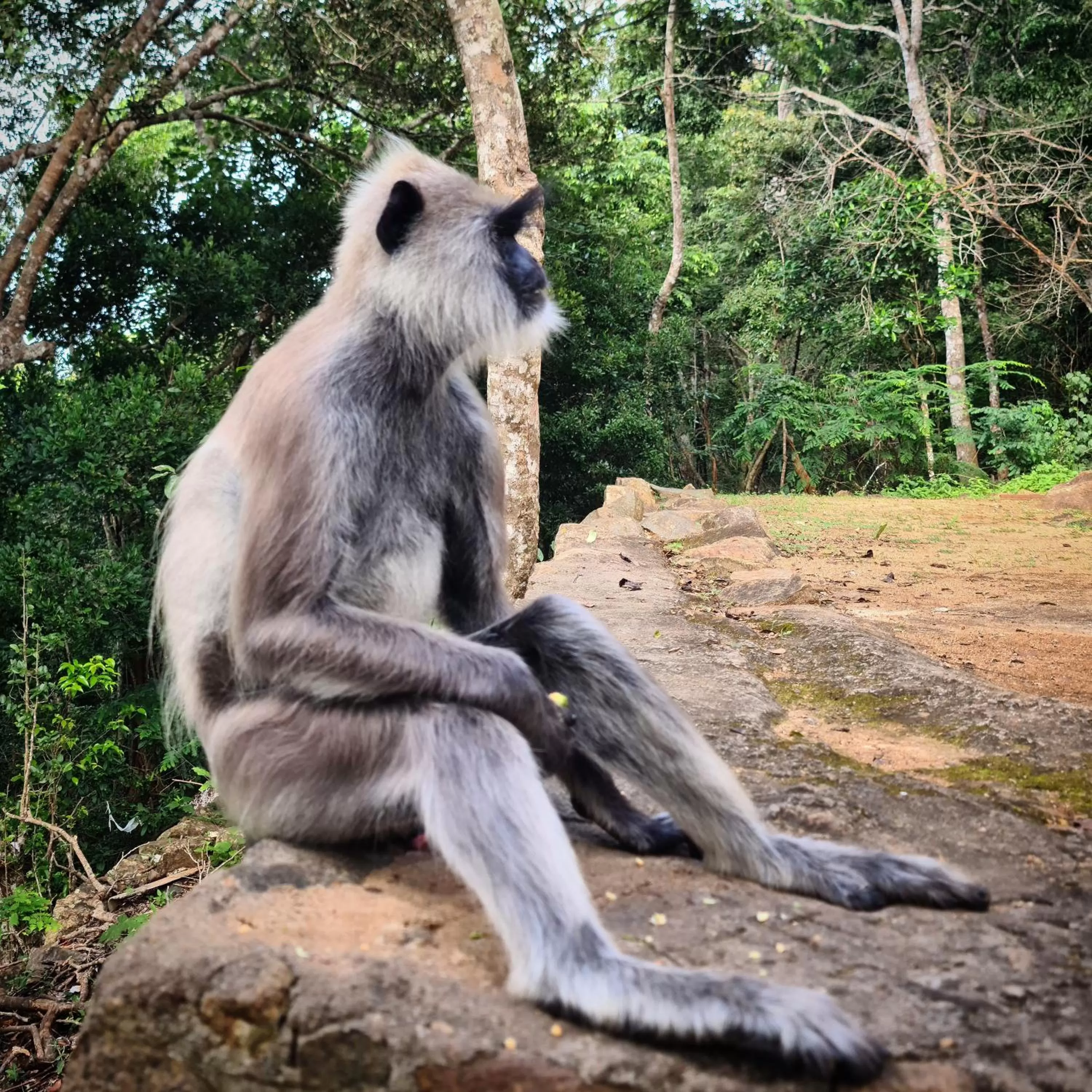 Other Animals in Jungle river humbhaha hostel