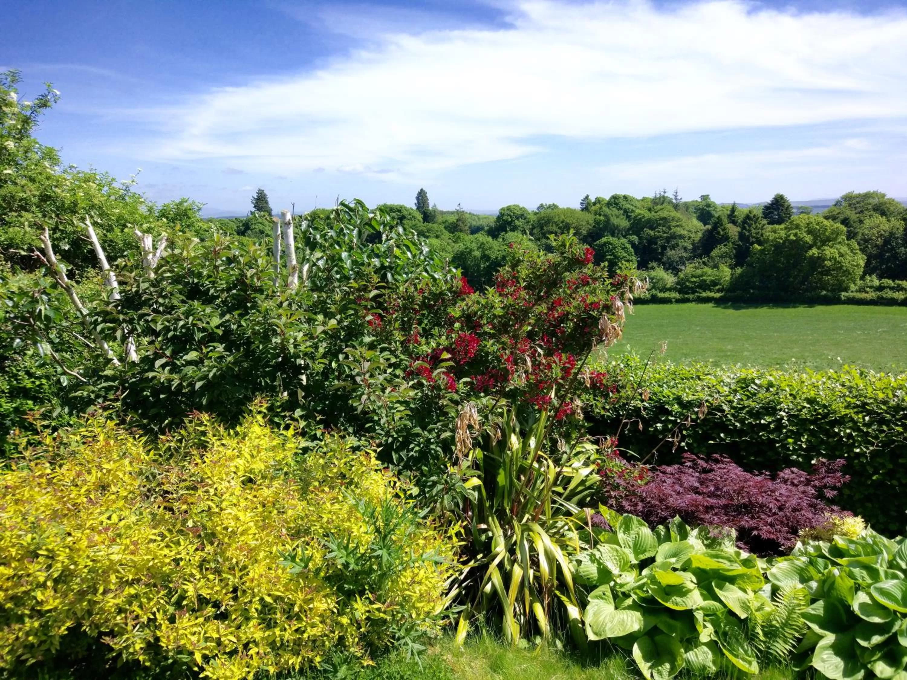Garden in Bowden House B&B