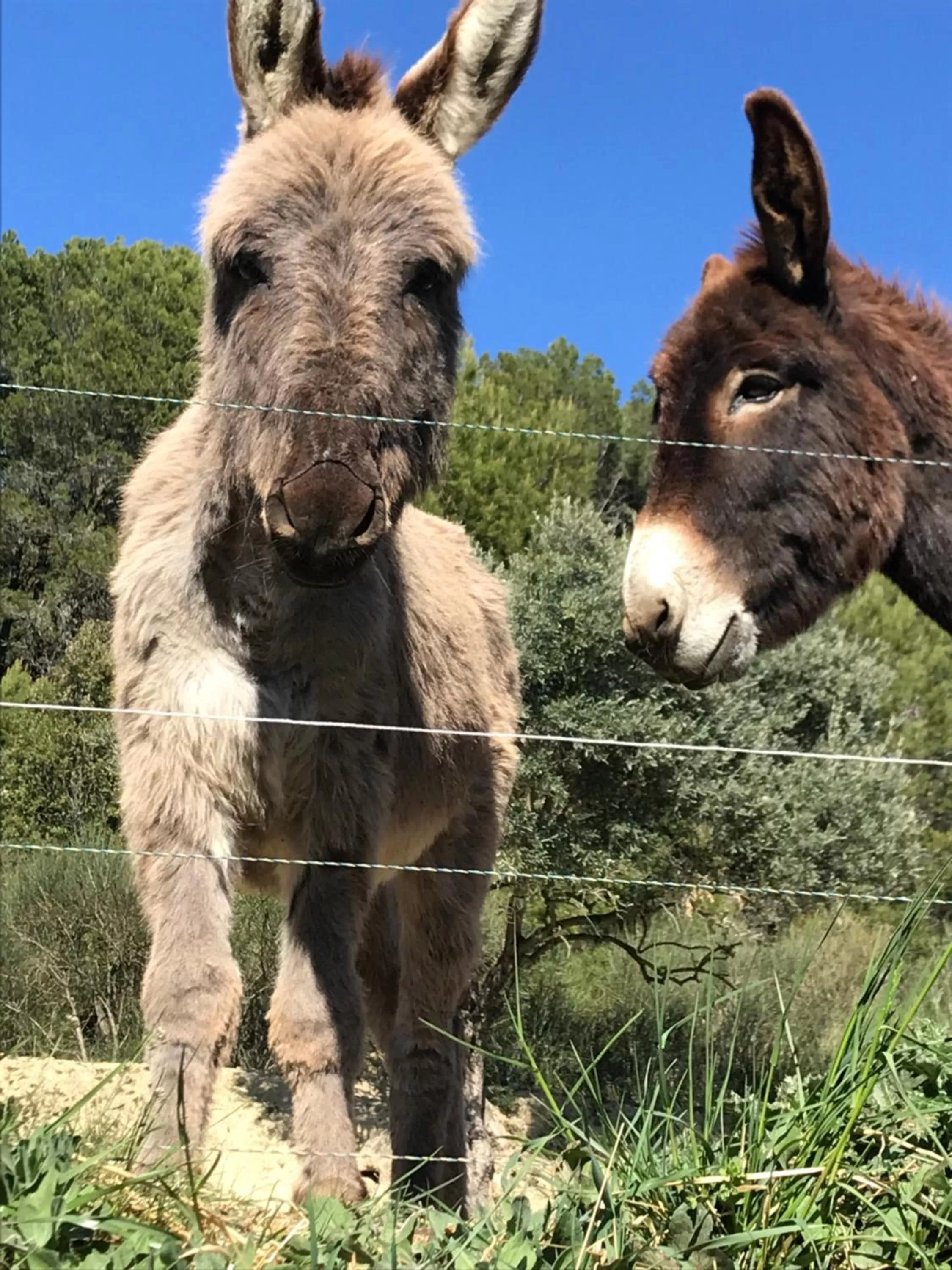 Pets in Bastide Bellugue Maison d'hôtes réseau Bienvenue à La Ferme à 3 minutes de Lourmarin