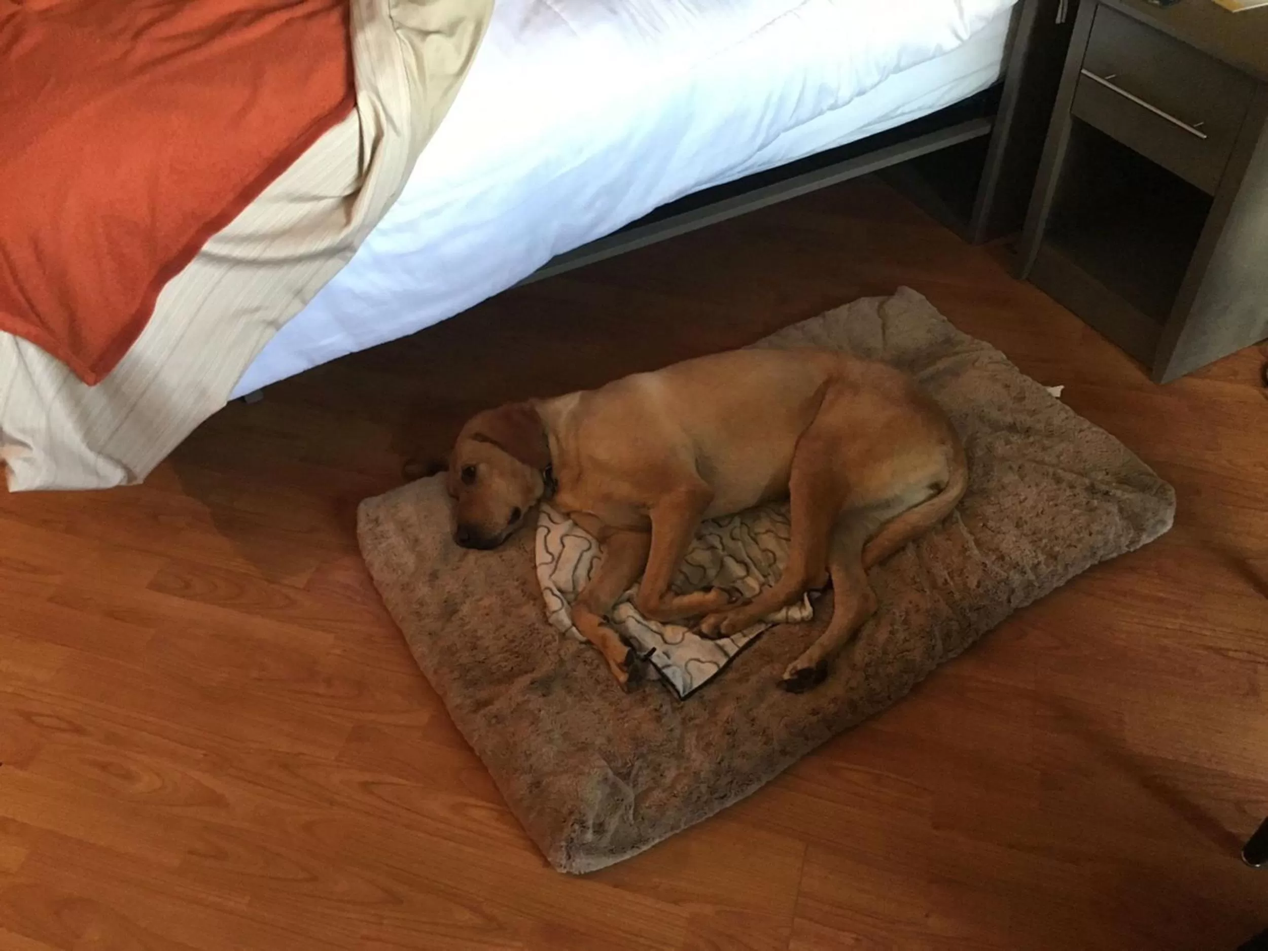 Animals, Bed in Days Inn by Wyndham Berthierville