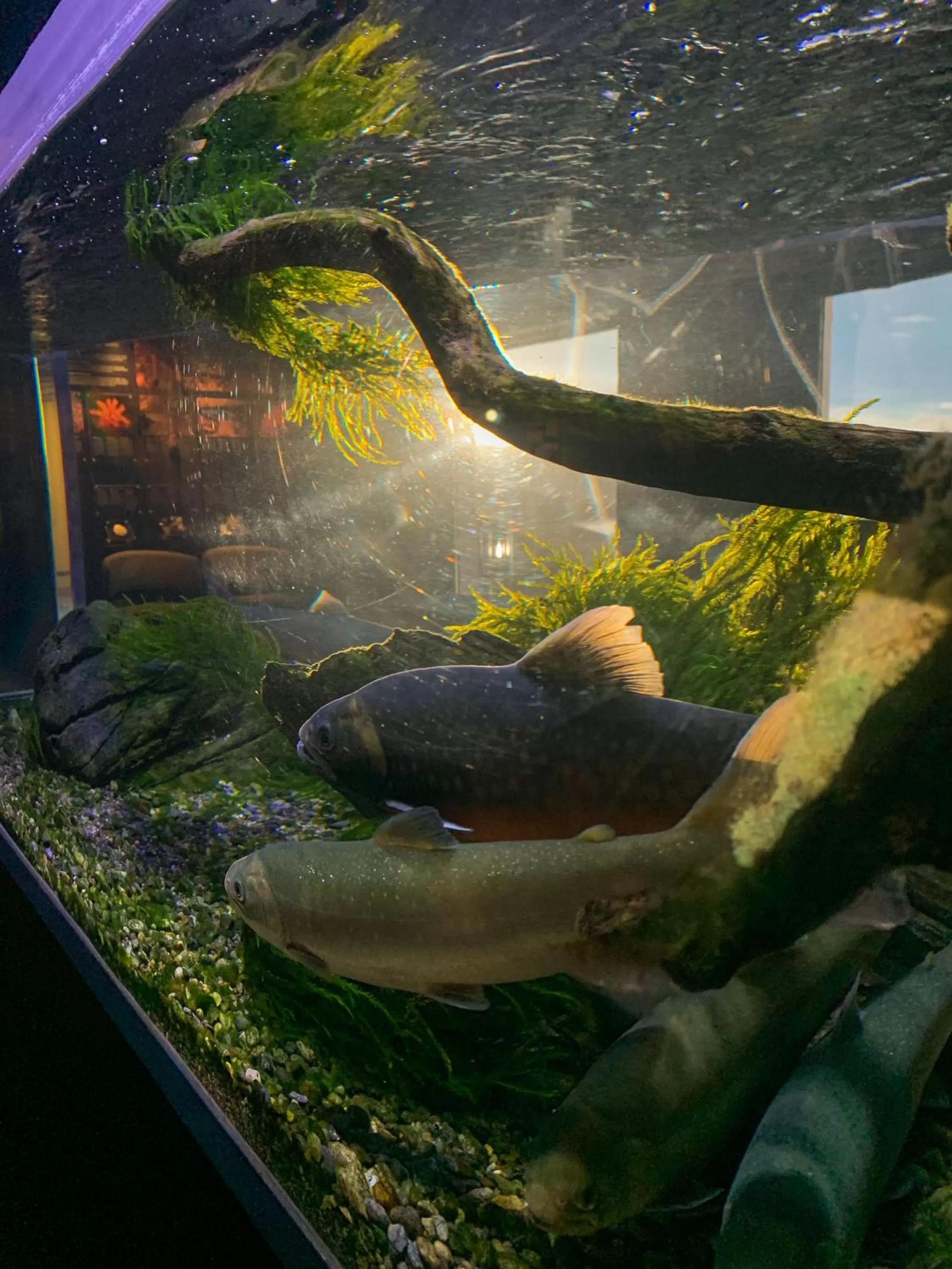 Animals in Norsk Havbrukssenter - Rorbuer