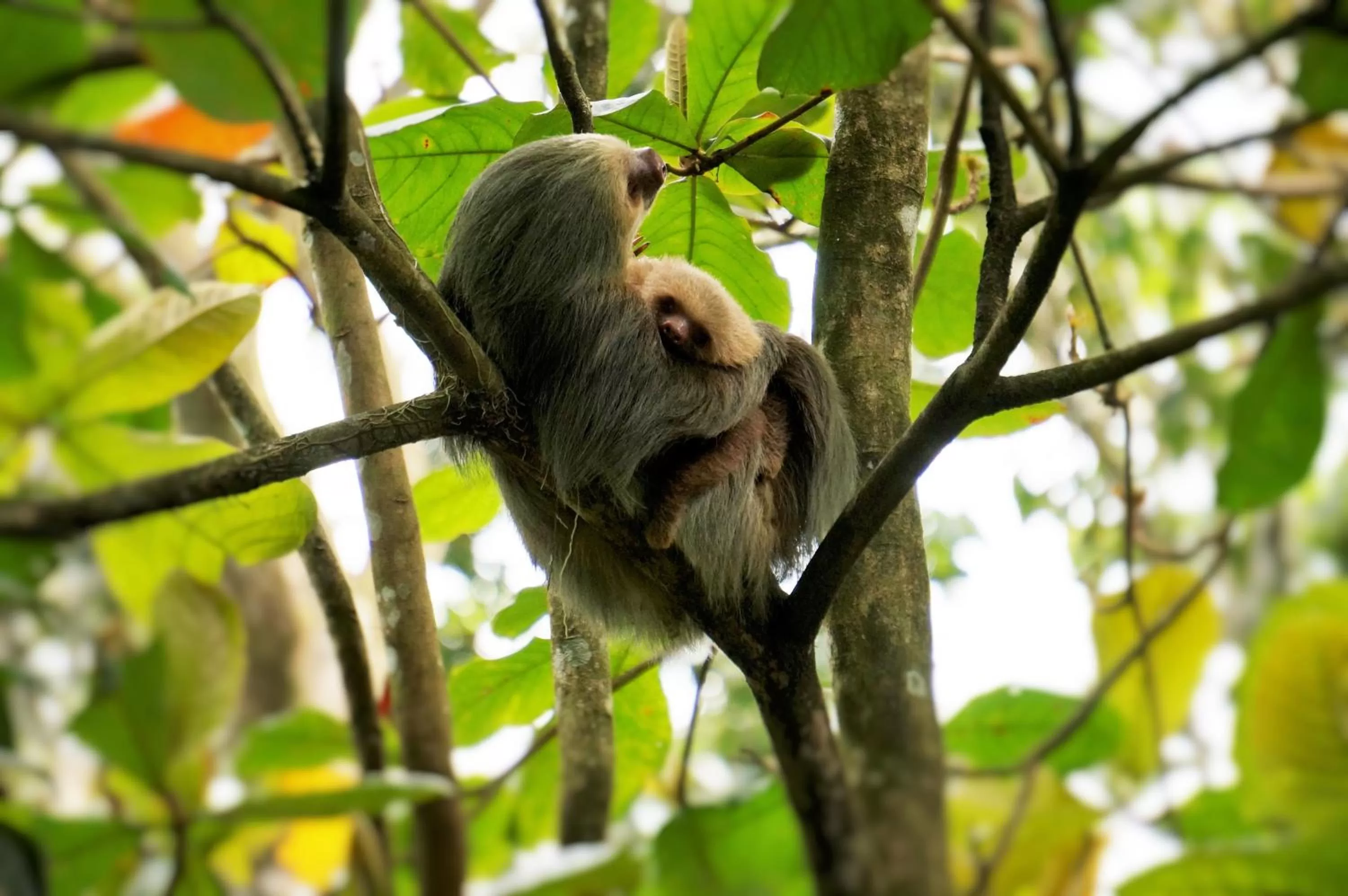 Area and facilities in Hotel Monte Real