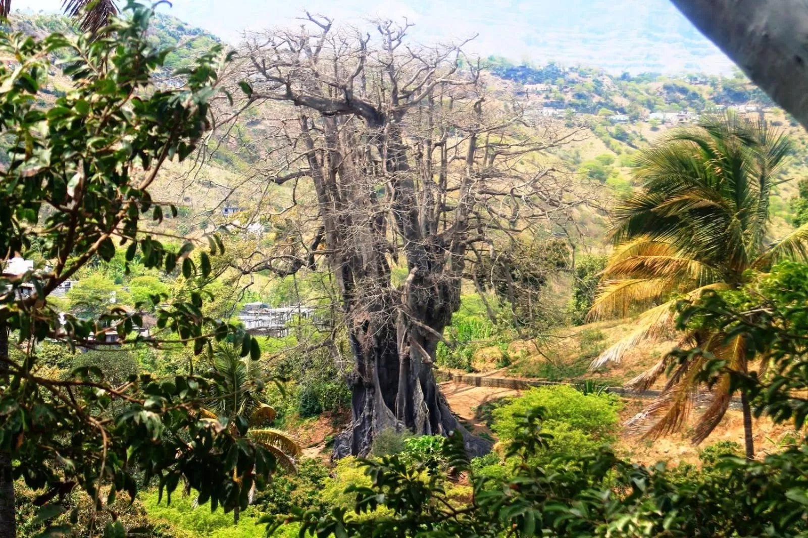 Natural landscape in Hotel Avenida