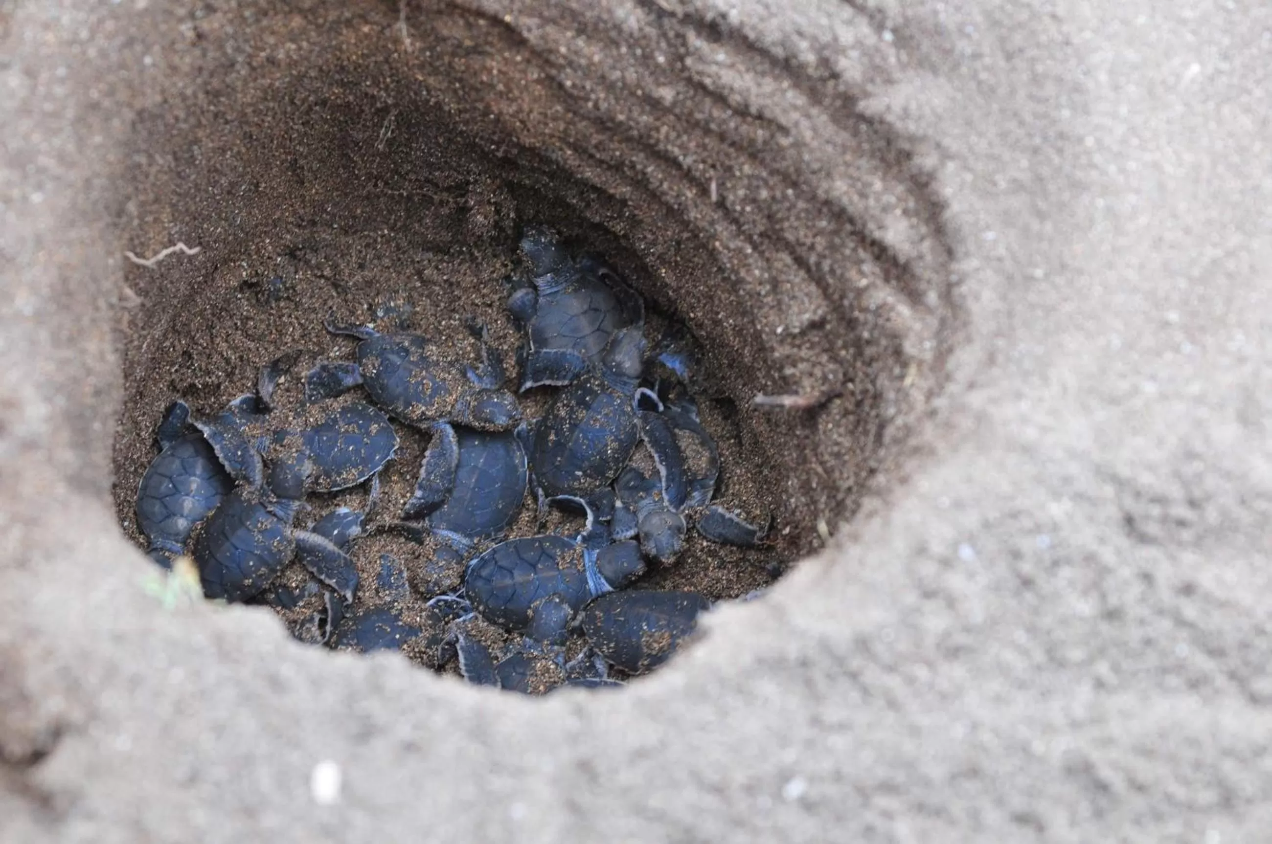 Pets in Bahari Pori Resort