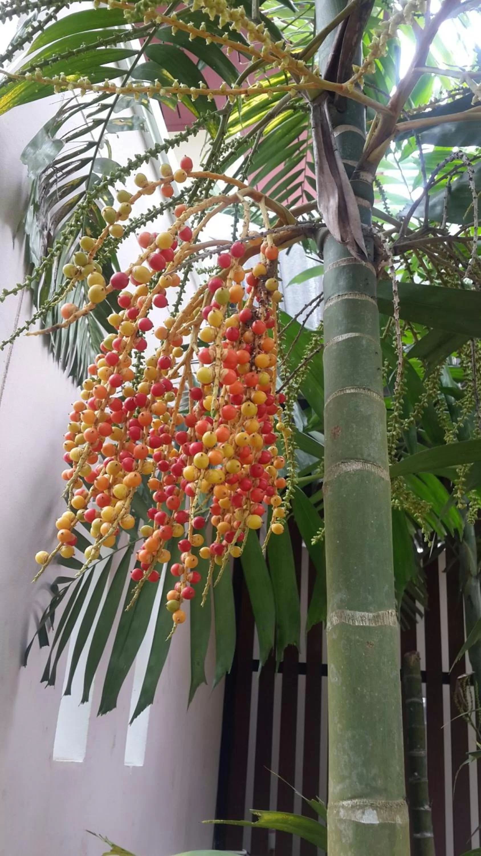 Other in The Fong Krabi resort