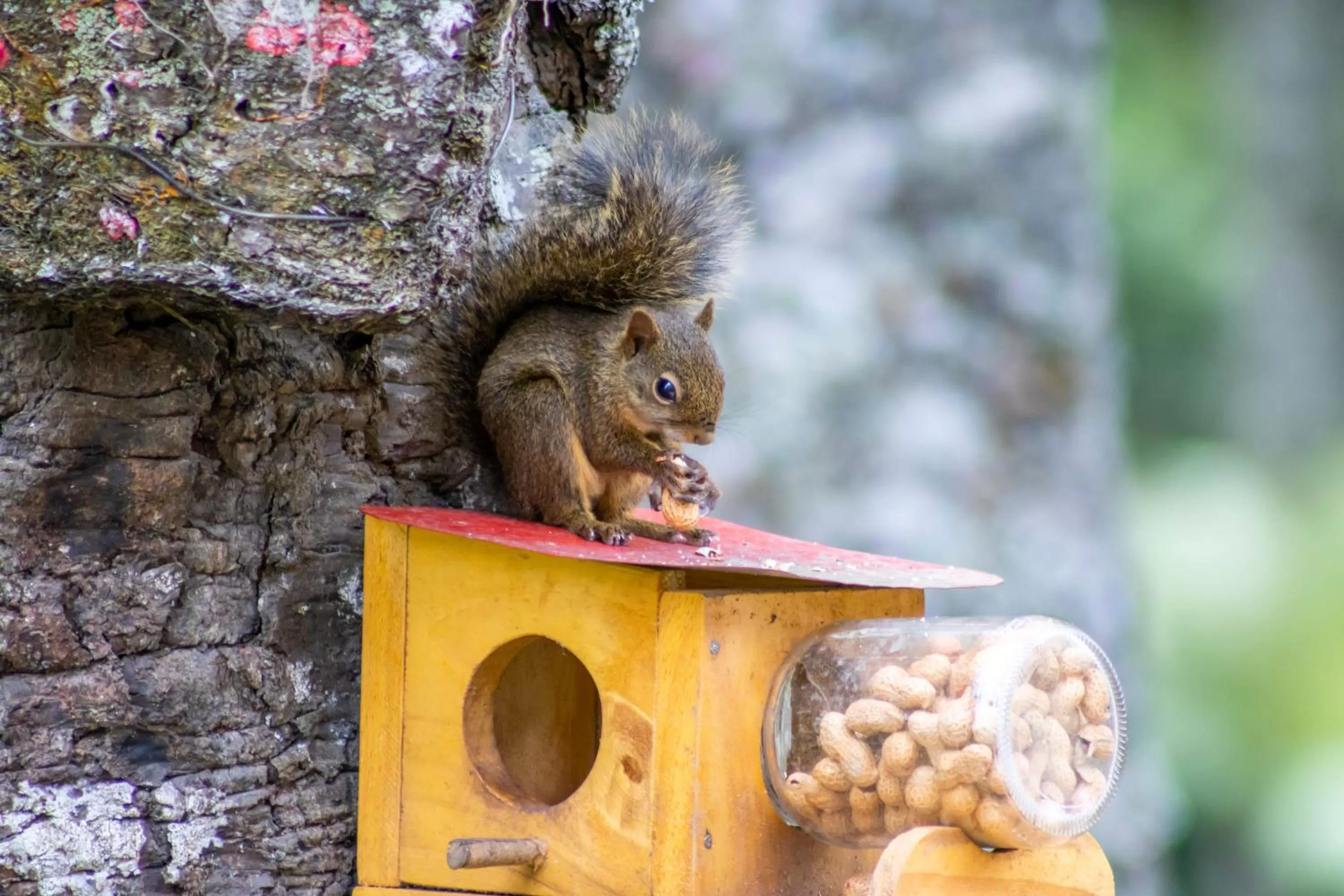 Garden in Green Village Hotel