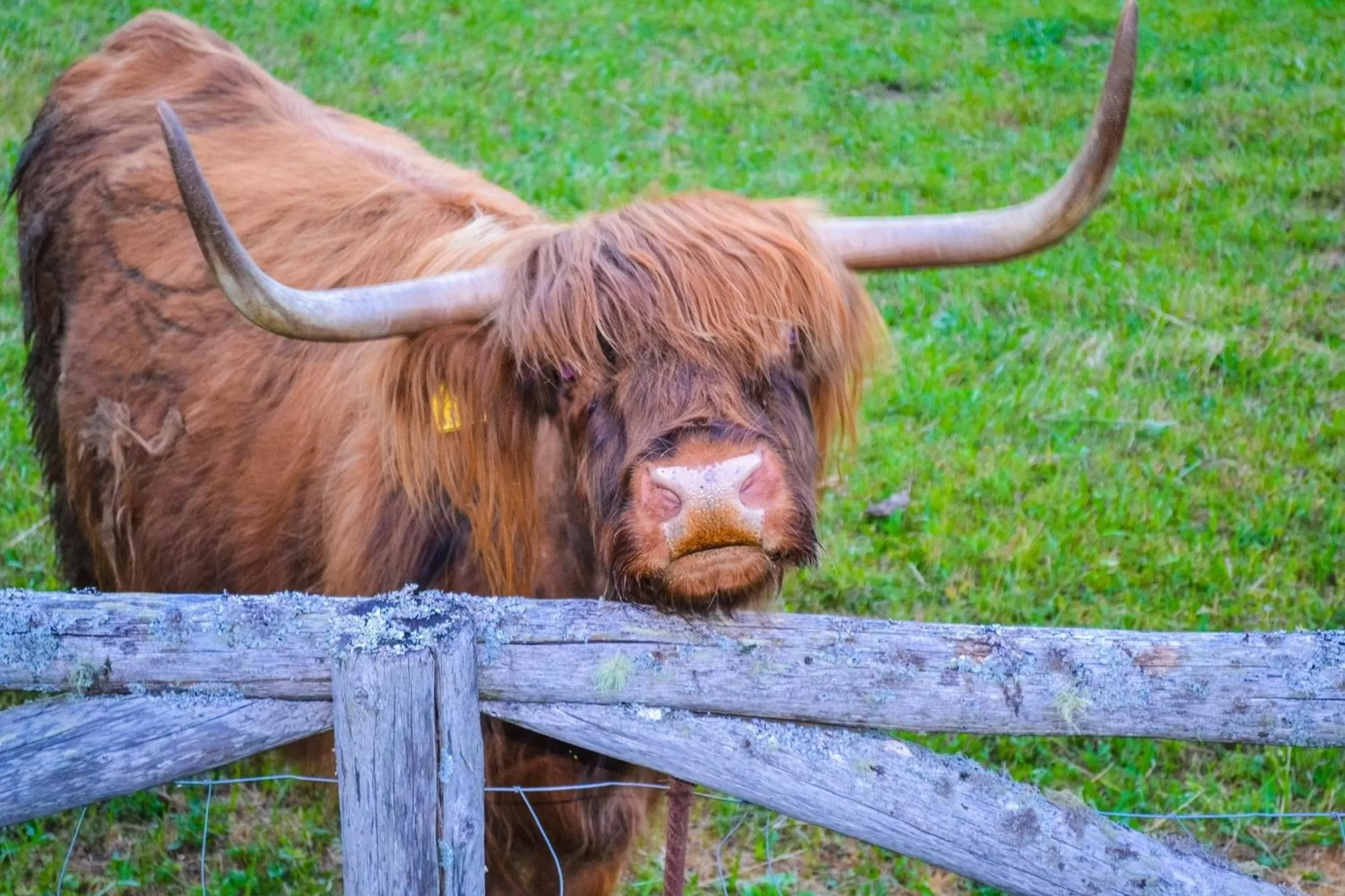 View (from property/room), Other Animals in Cvet gora - Camping, Glamping and Accomodations