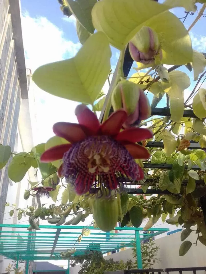 Riad Passiflora
