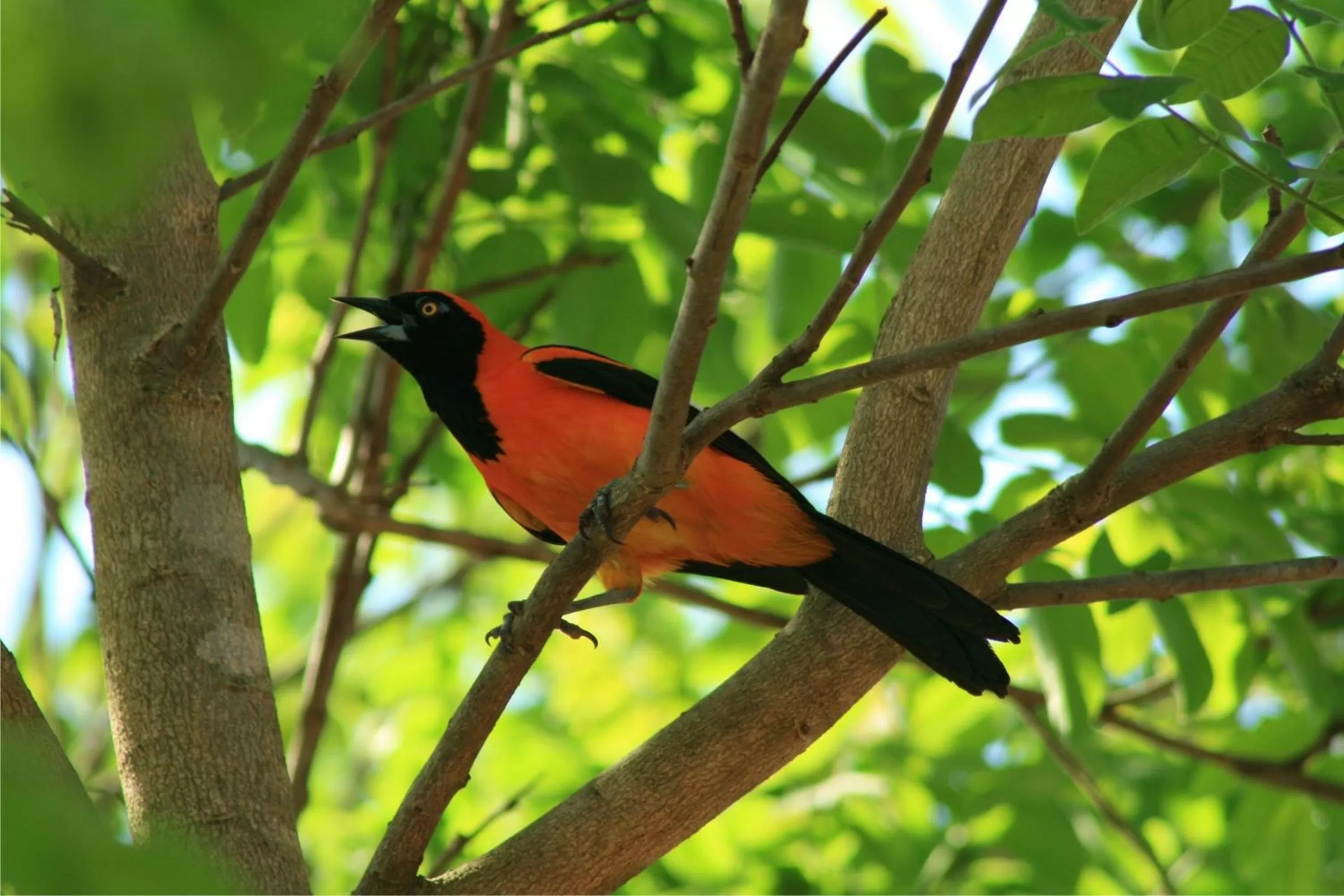 Animals, Other Animals in Hotel Cabanas
